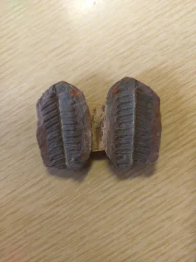 60g fern fossil