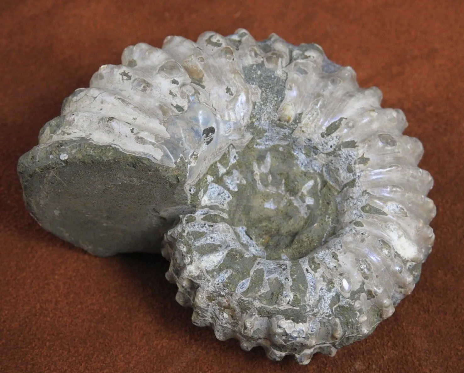 Ammonite Fossil from Morocco