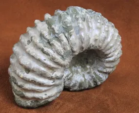 Ammonite Fossil from Morocco