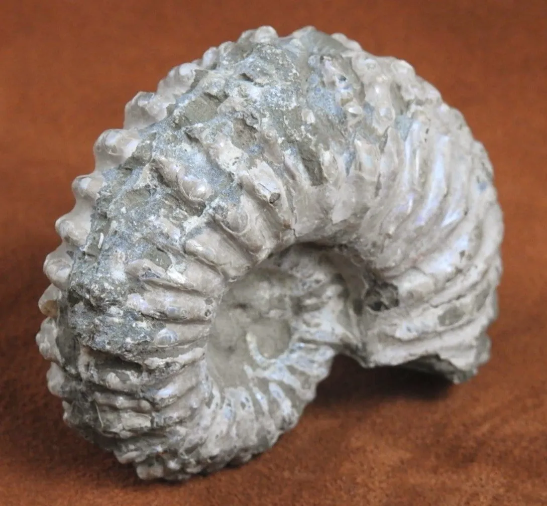 Ammonite Fossil from Morocco