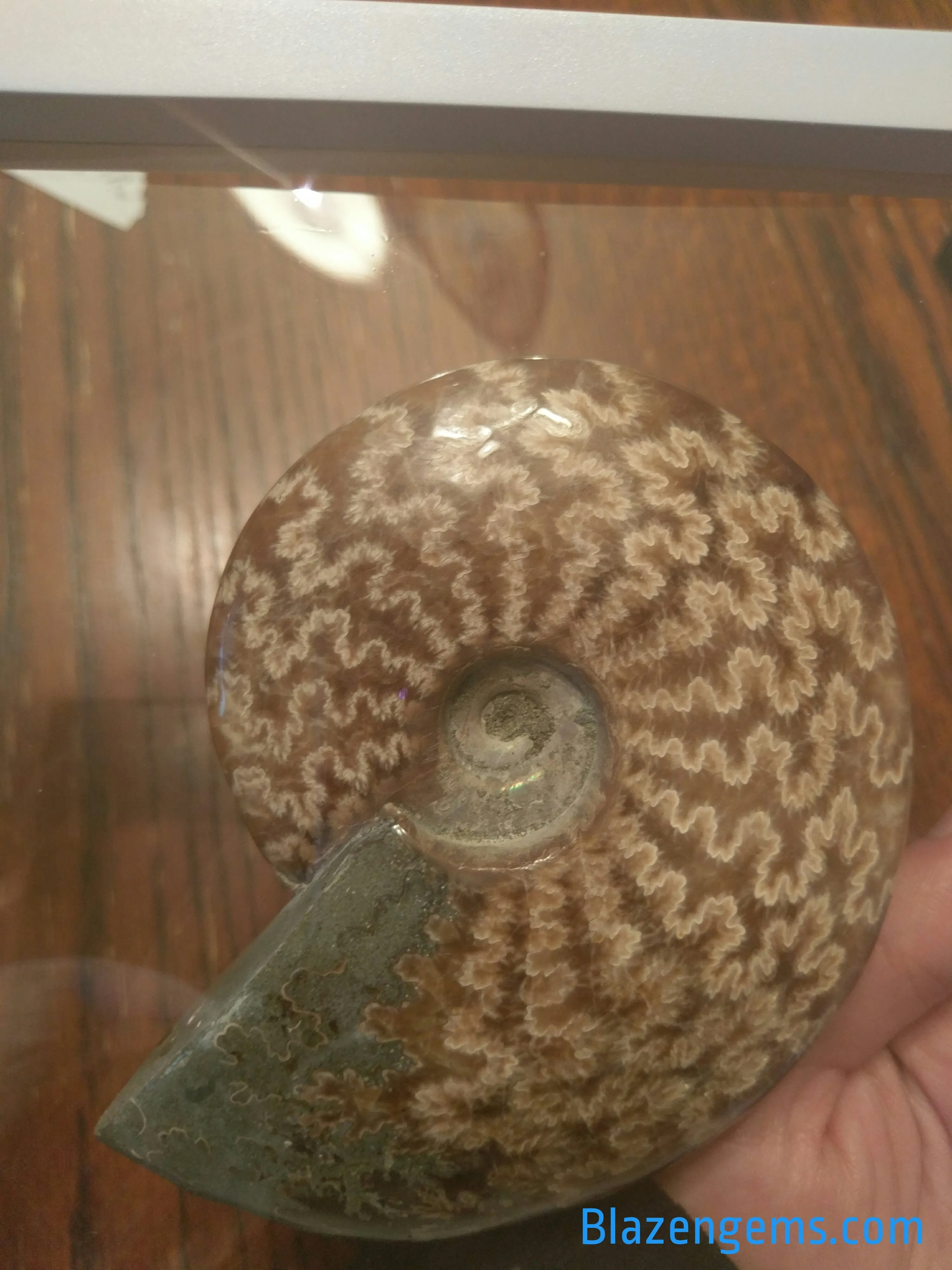 BEAUTIFUL AMMONITE FOSSIL