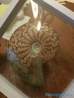 BEAUTIFUL AMMONITE FOSSIL