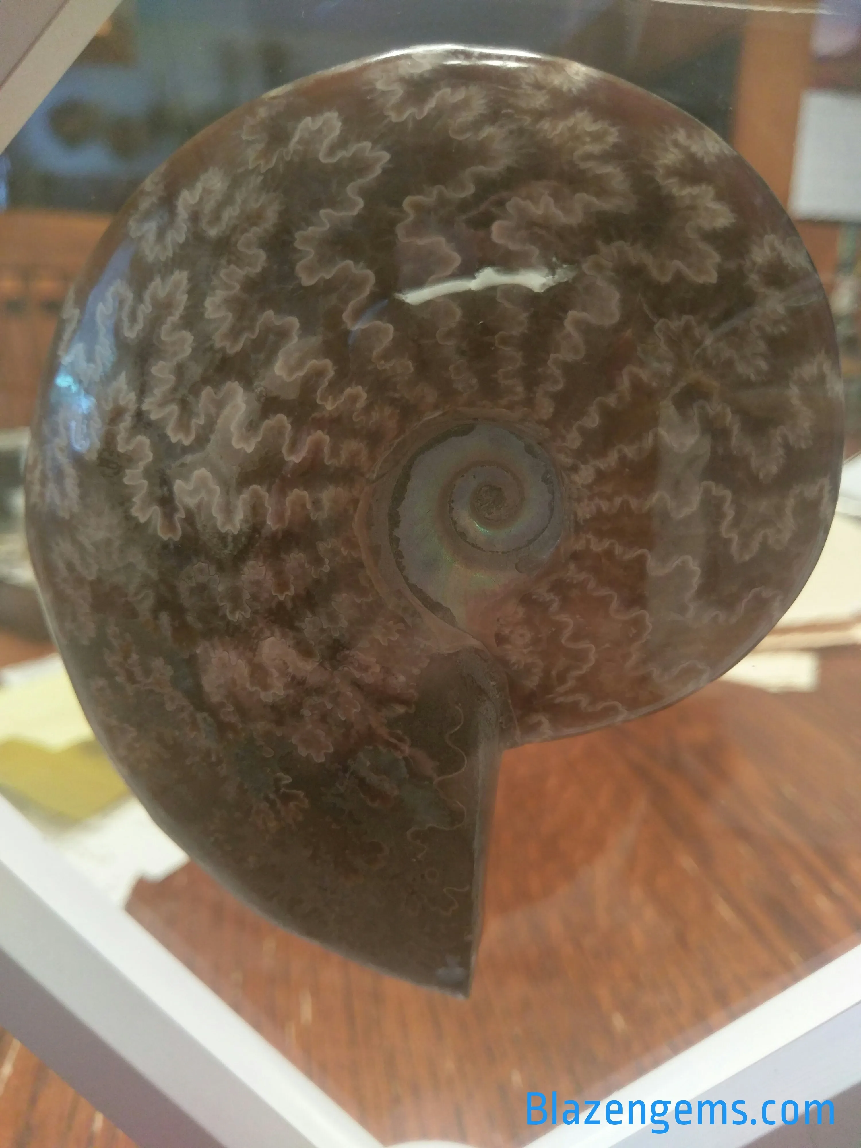 BEAUTIFUL AMMONITE FOSSIL