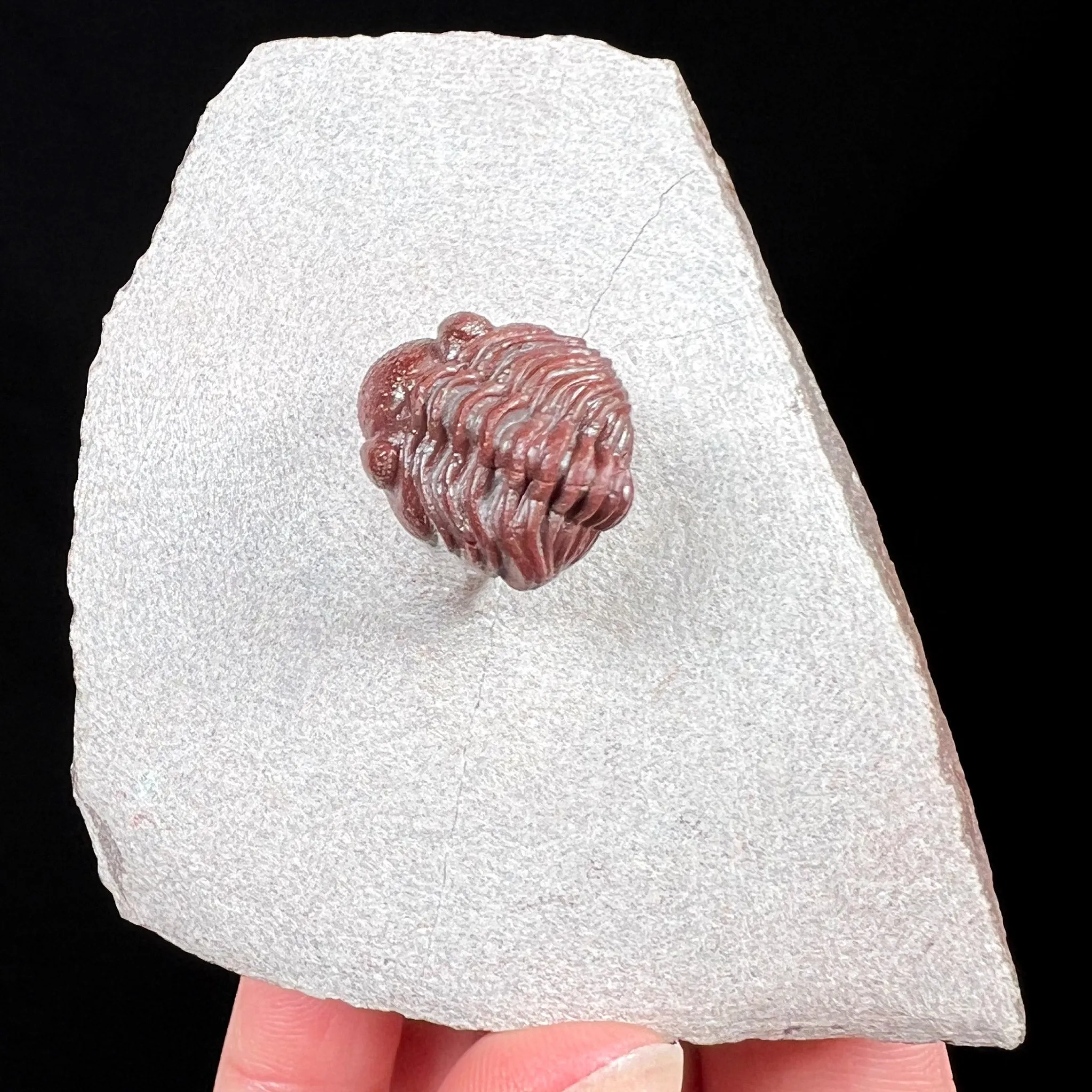 Fossil Trilobite - Austerops