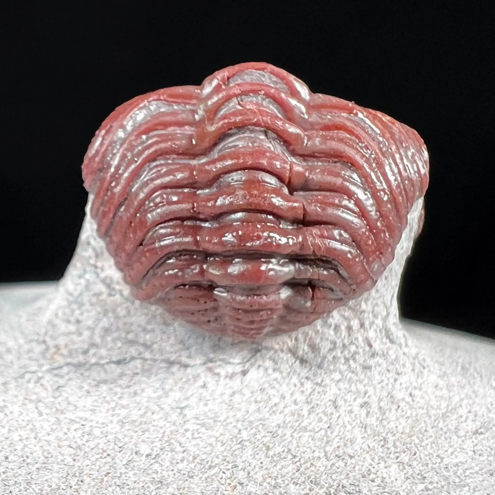 Fossil Trilobite - Austerops