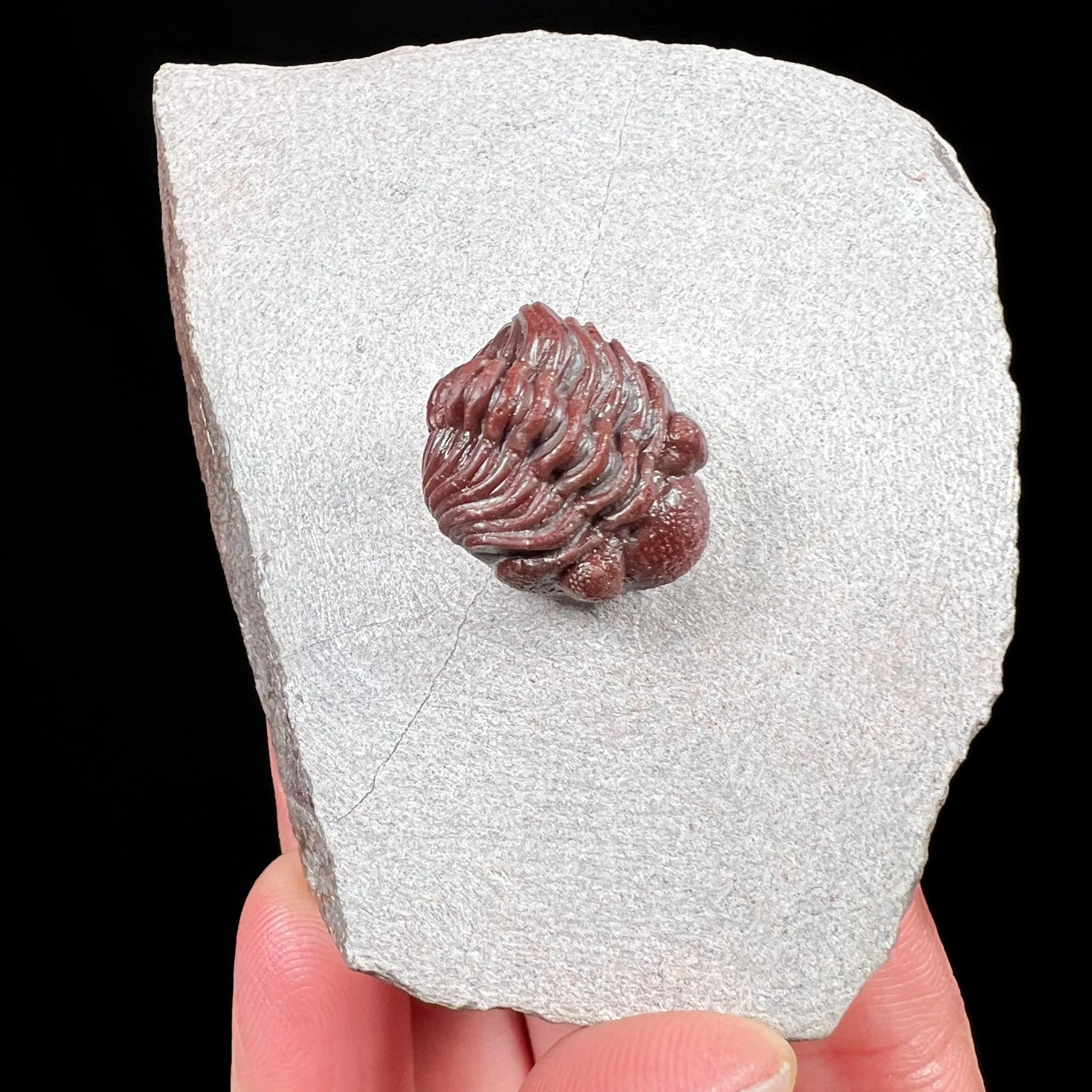 Fossil Trilobite - Austerops