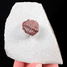 Fossil Trilobite - Austerops