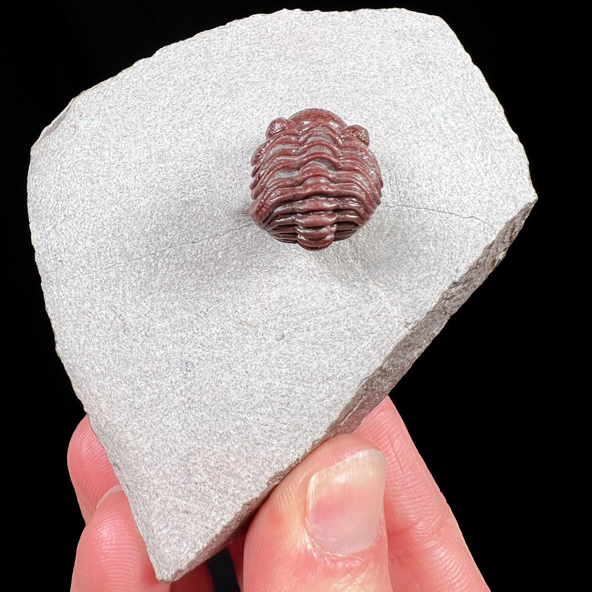 Fossil Trilobite - Austerops