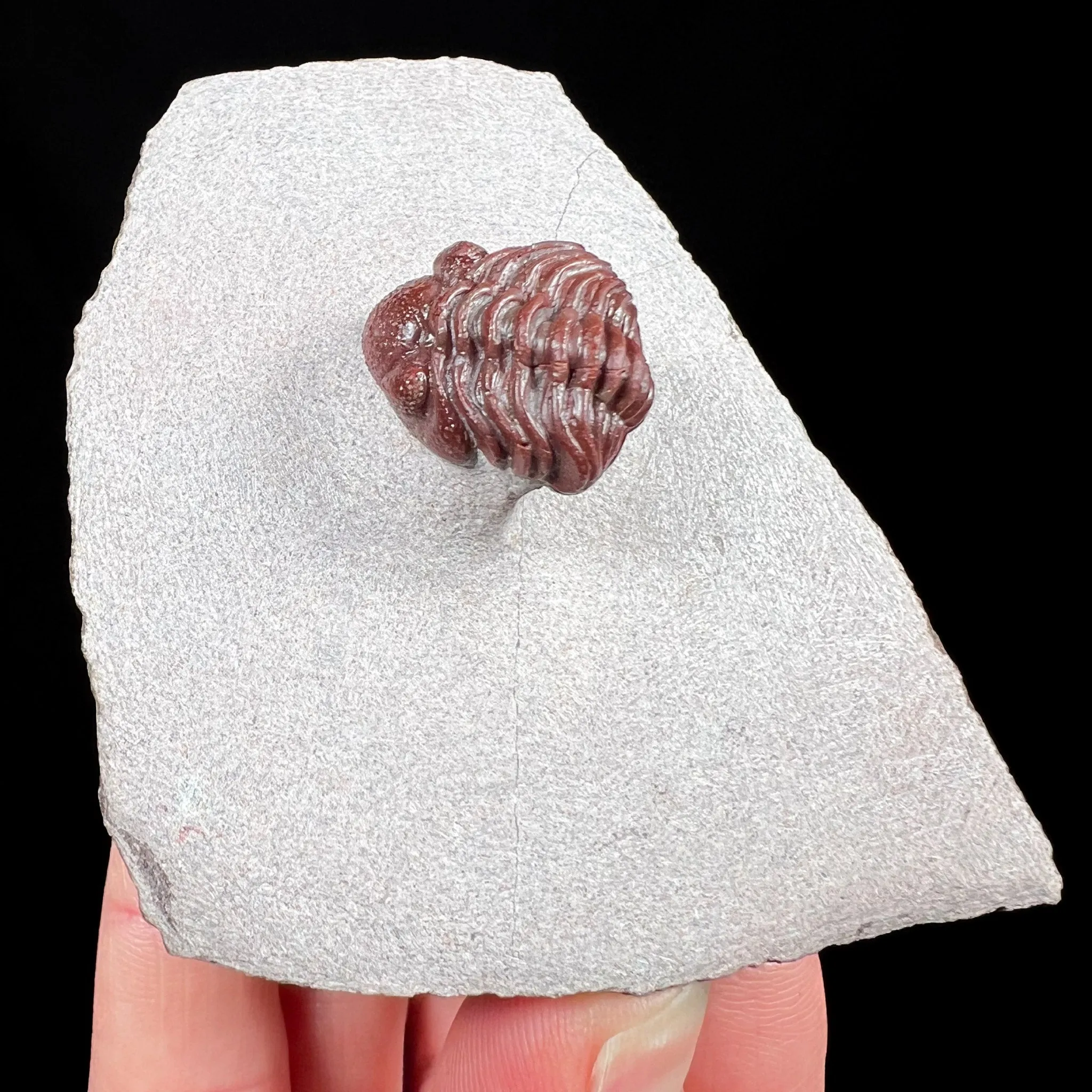 Fossil Trilobite - Austerops