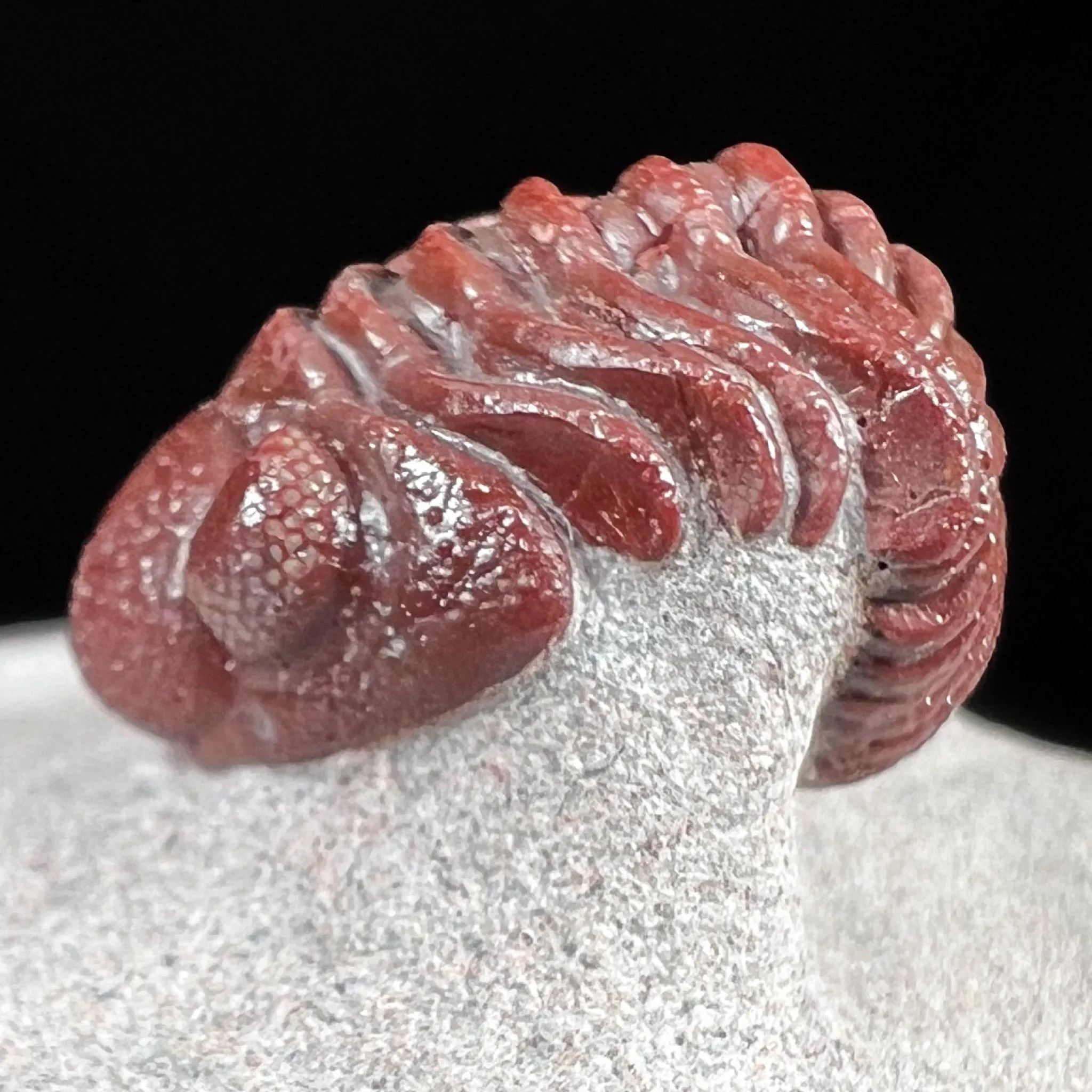 Fossil Trilobite - Austerops