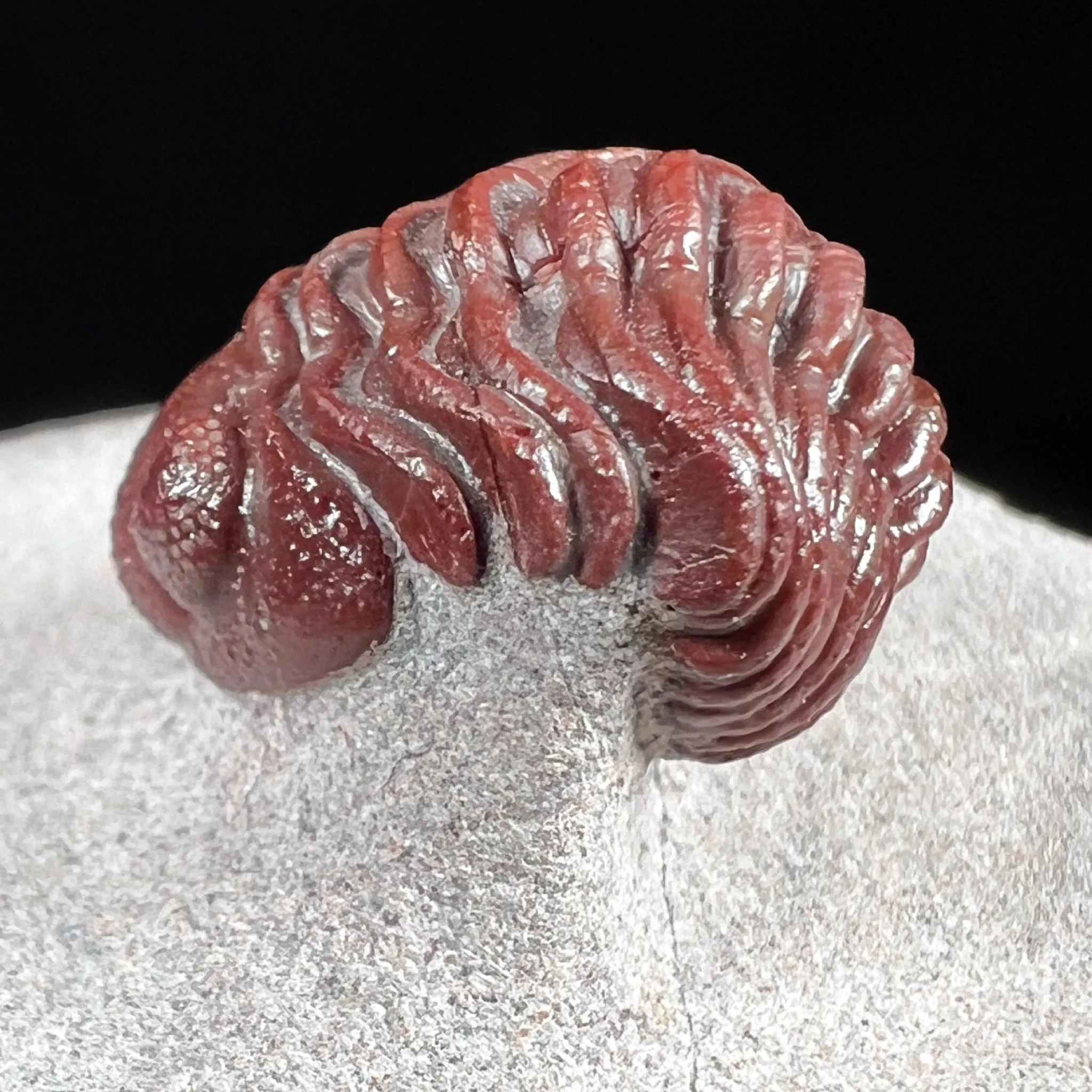 Fossil Trilobite - Austerops