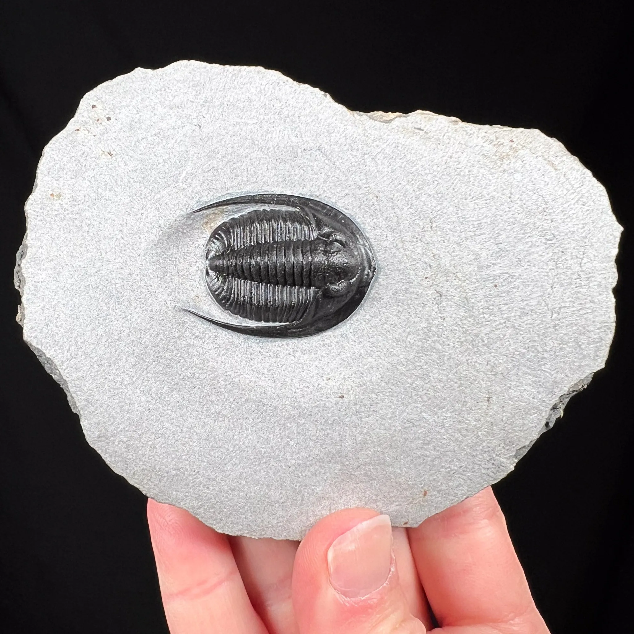 Fossil Trilobite - Cornuproetus