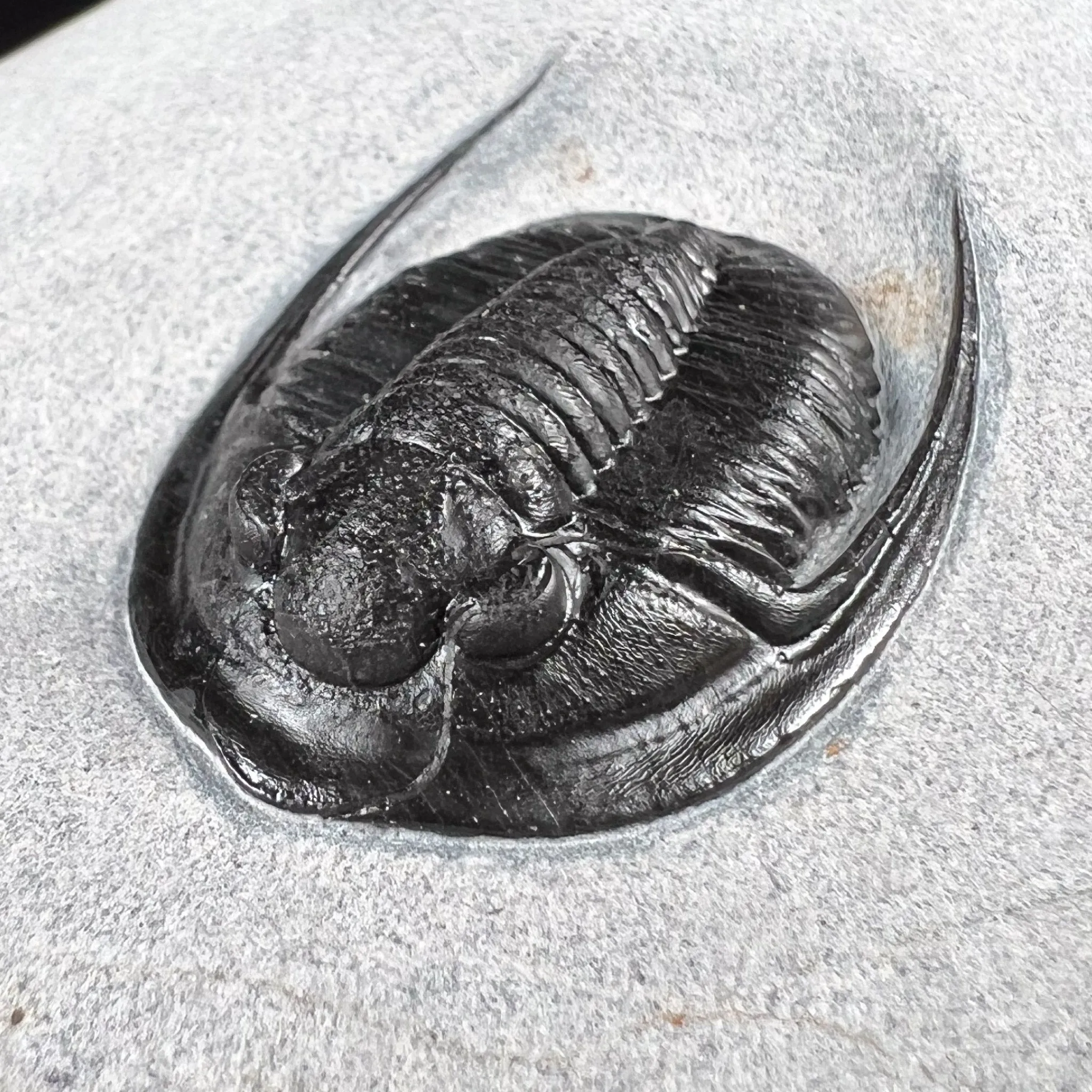 Fossil Trilobite - Cornuproetus