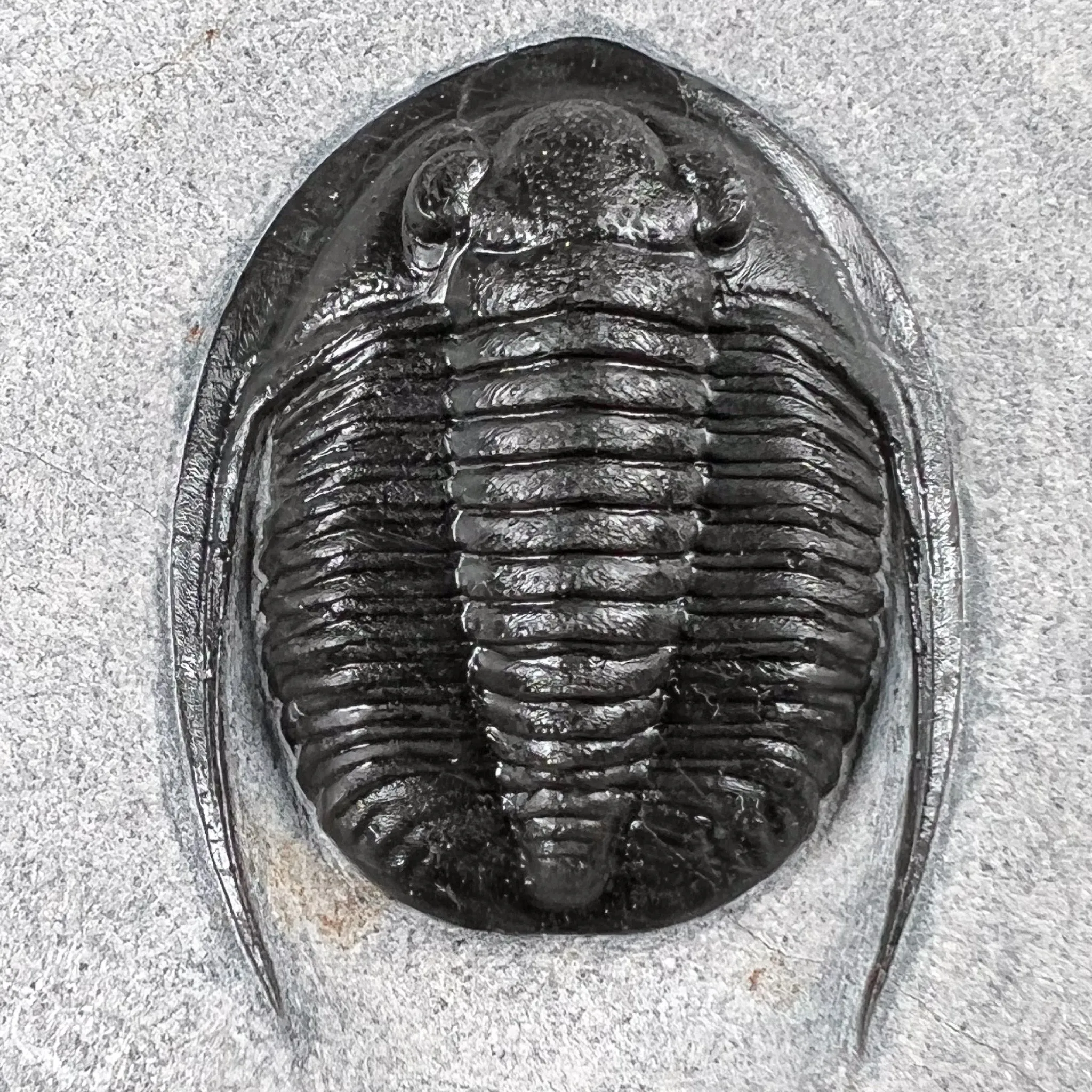 Fossil Trilobite - Cornuproetus