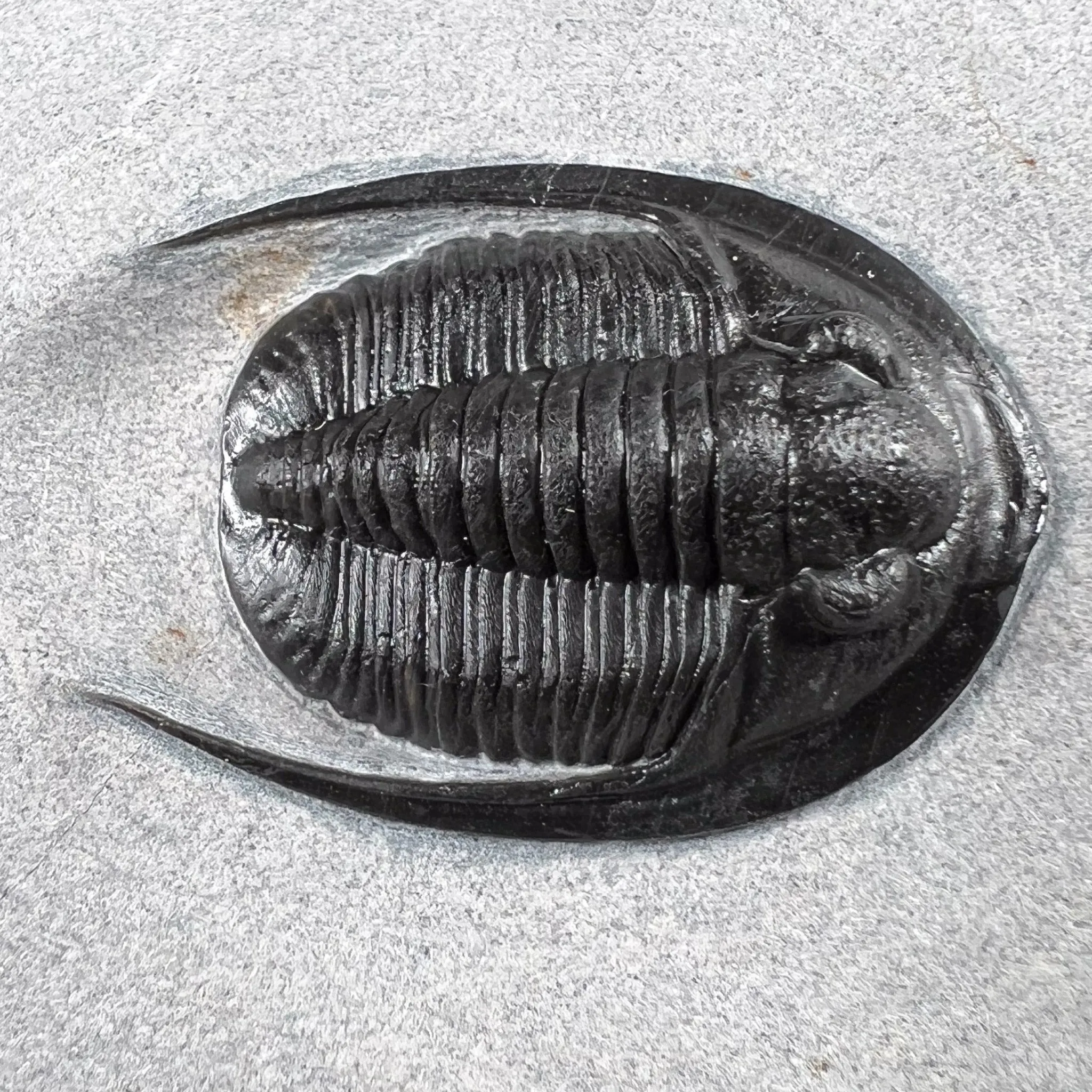 Fossil Trilobite - Cornuproetus