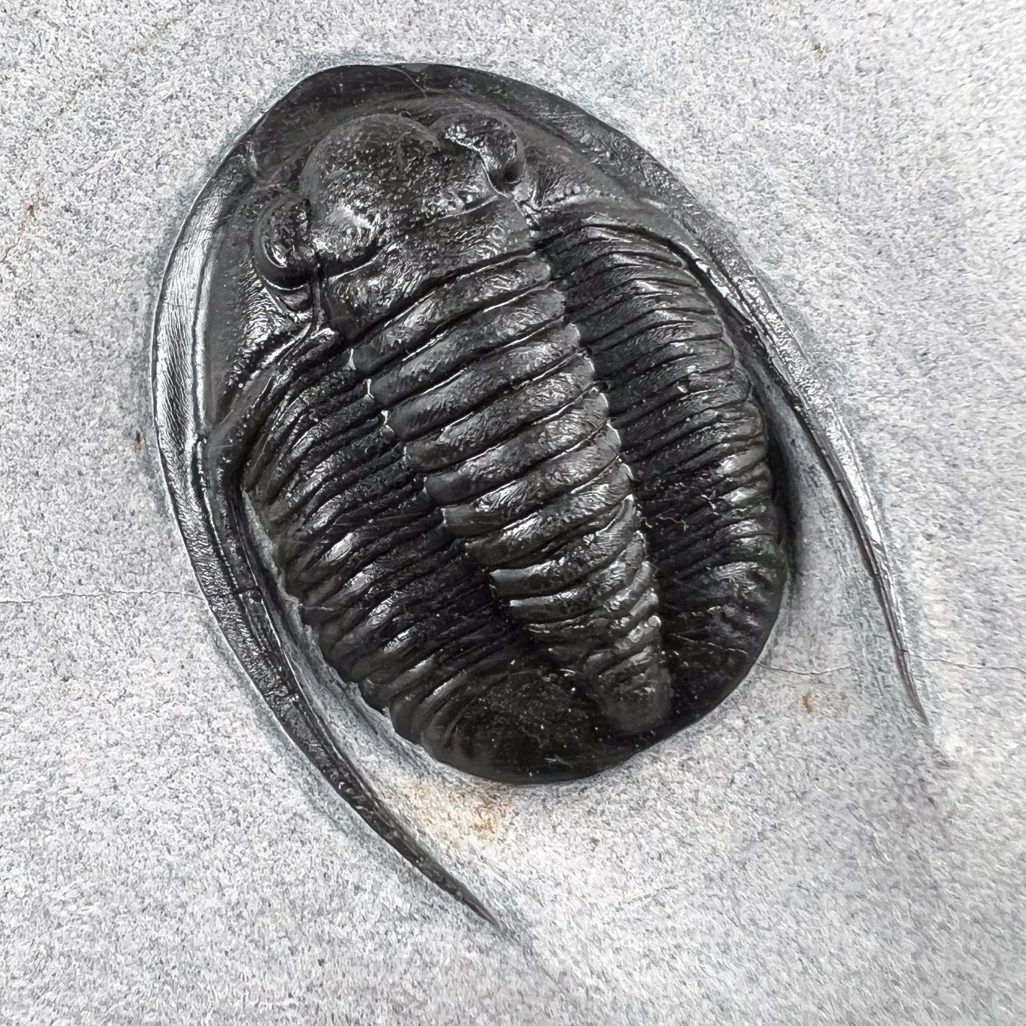 Fossil Trilobite - Cornuproetus