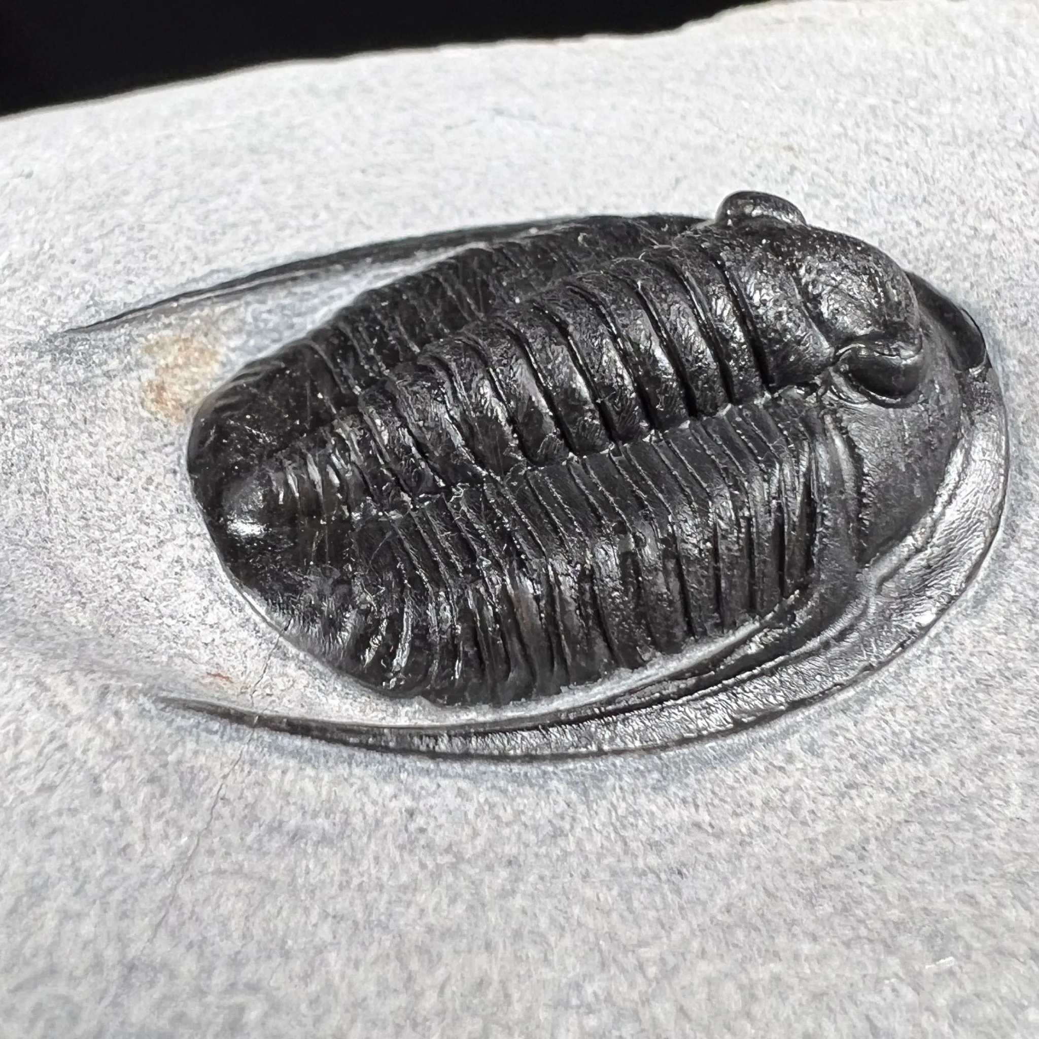 Fossil Trilobite - Cornuproetus