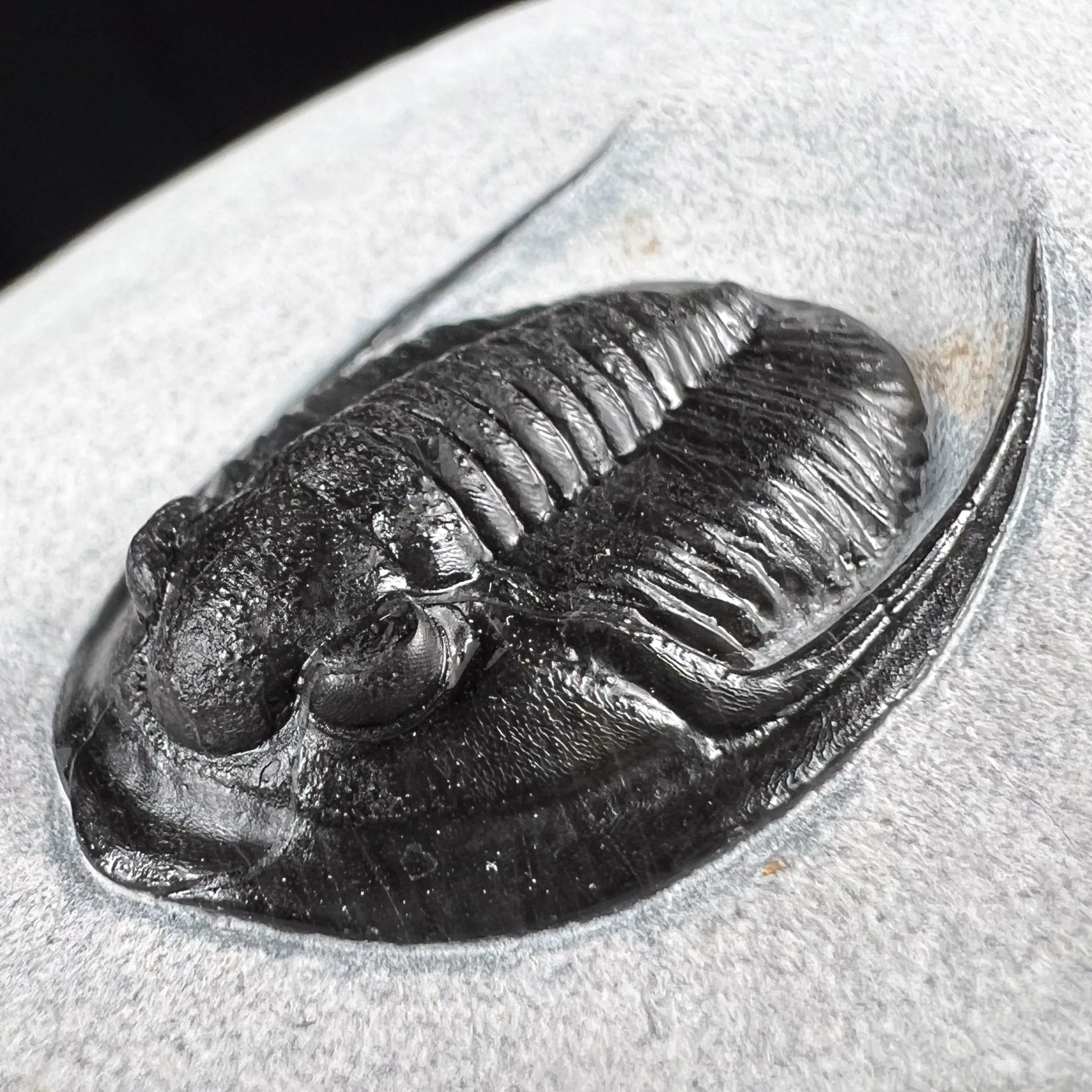 Fossil Trilobite - Cornuproetus