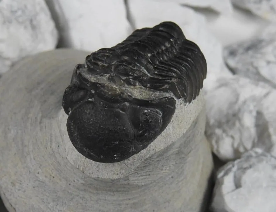 Genuine Moroccan Trilobite Fossil