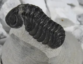 Genuine Moroccan Trilobite Fossil