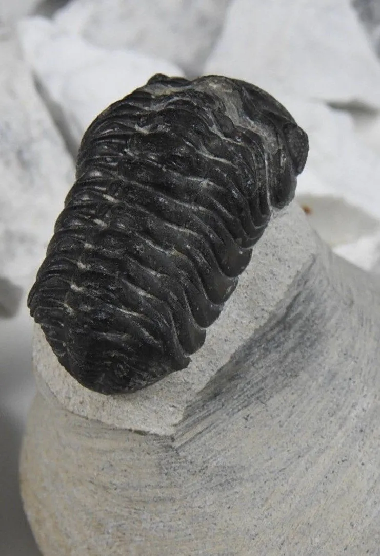 Genuine Moroccan Trilobite Fossil