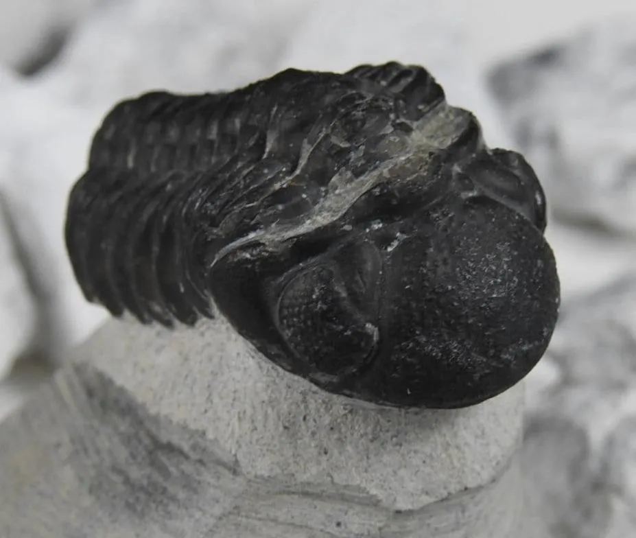 Genuine Moroccan Trilobite Fossil