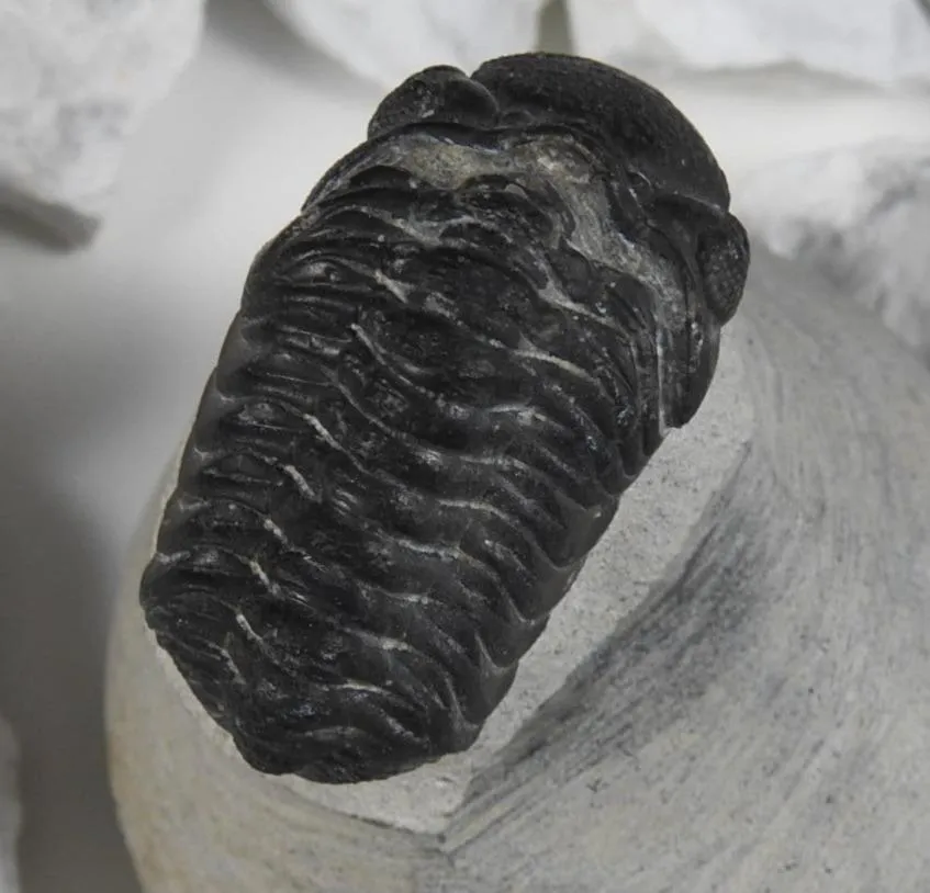 Genuine Moroccan Trilobite Fossil