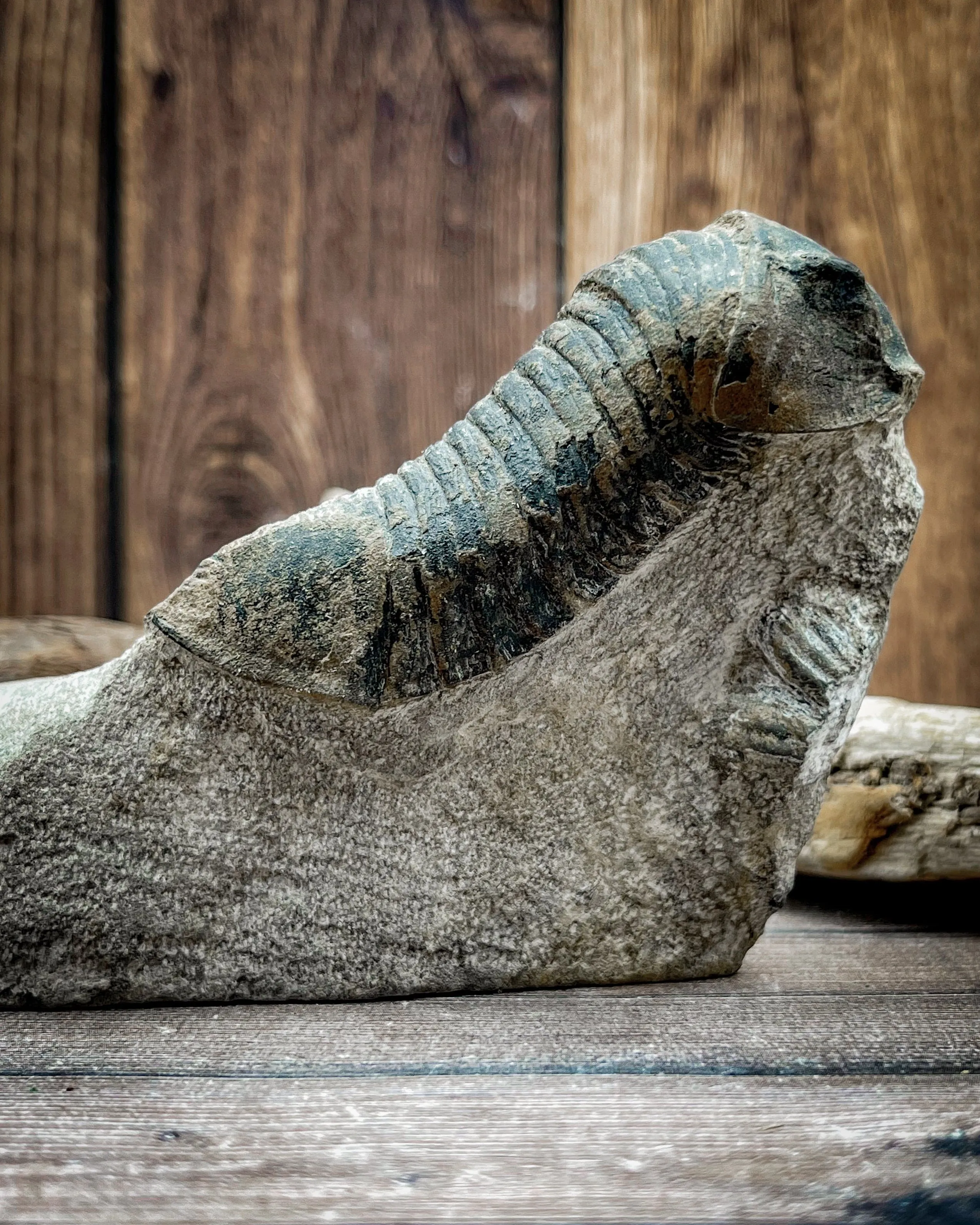 Genuine Trilobite Fossil in Matrix, 180g