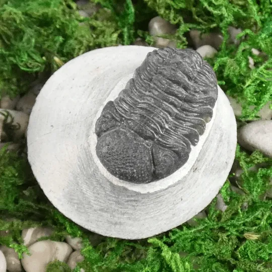 Genuine Trilobite Fossil in Matrix