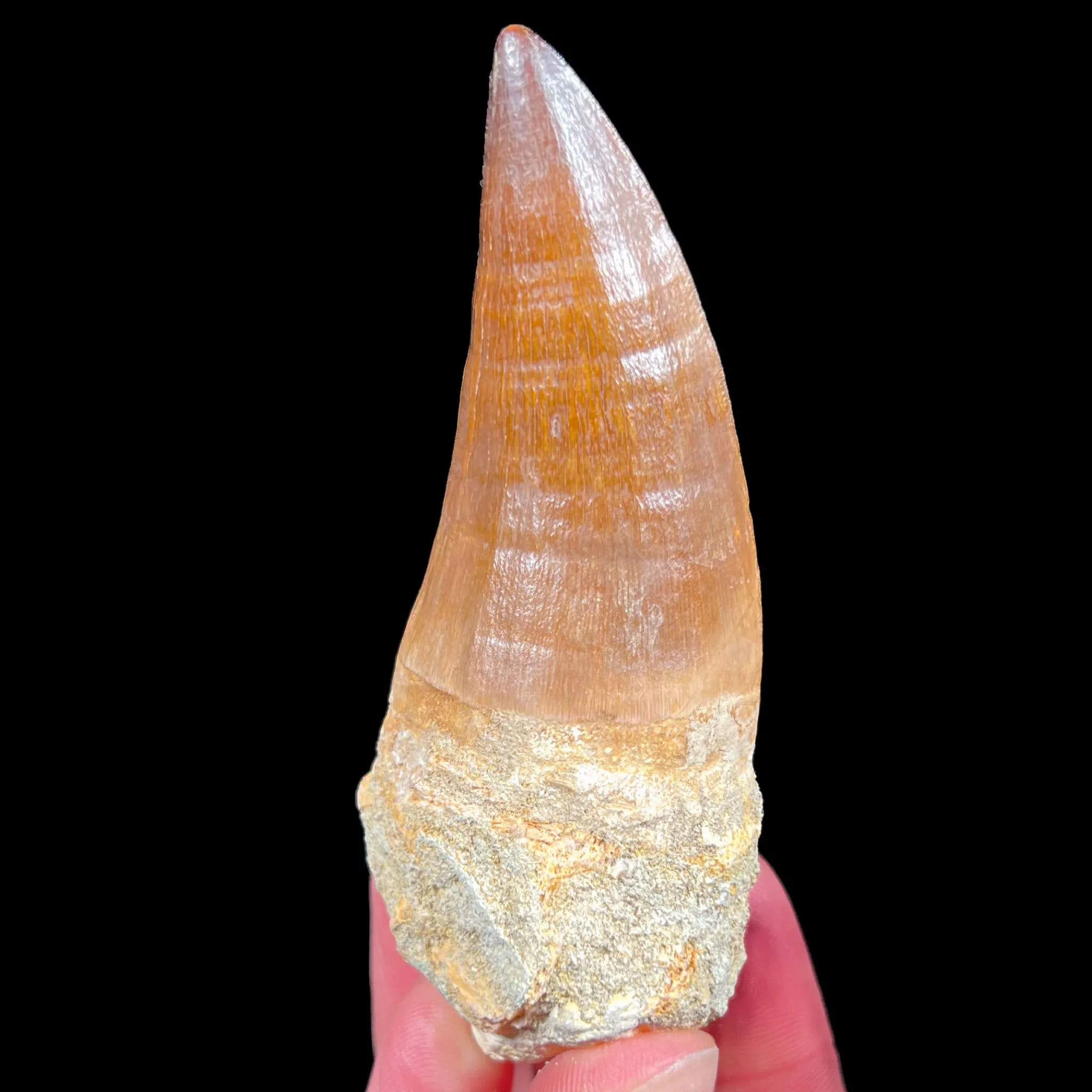 Large Mosasaur Fossil Tooth