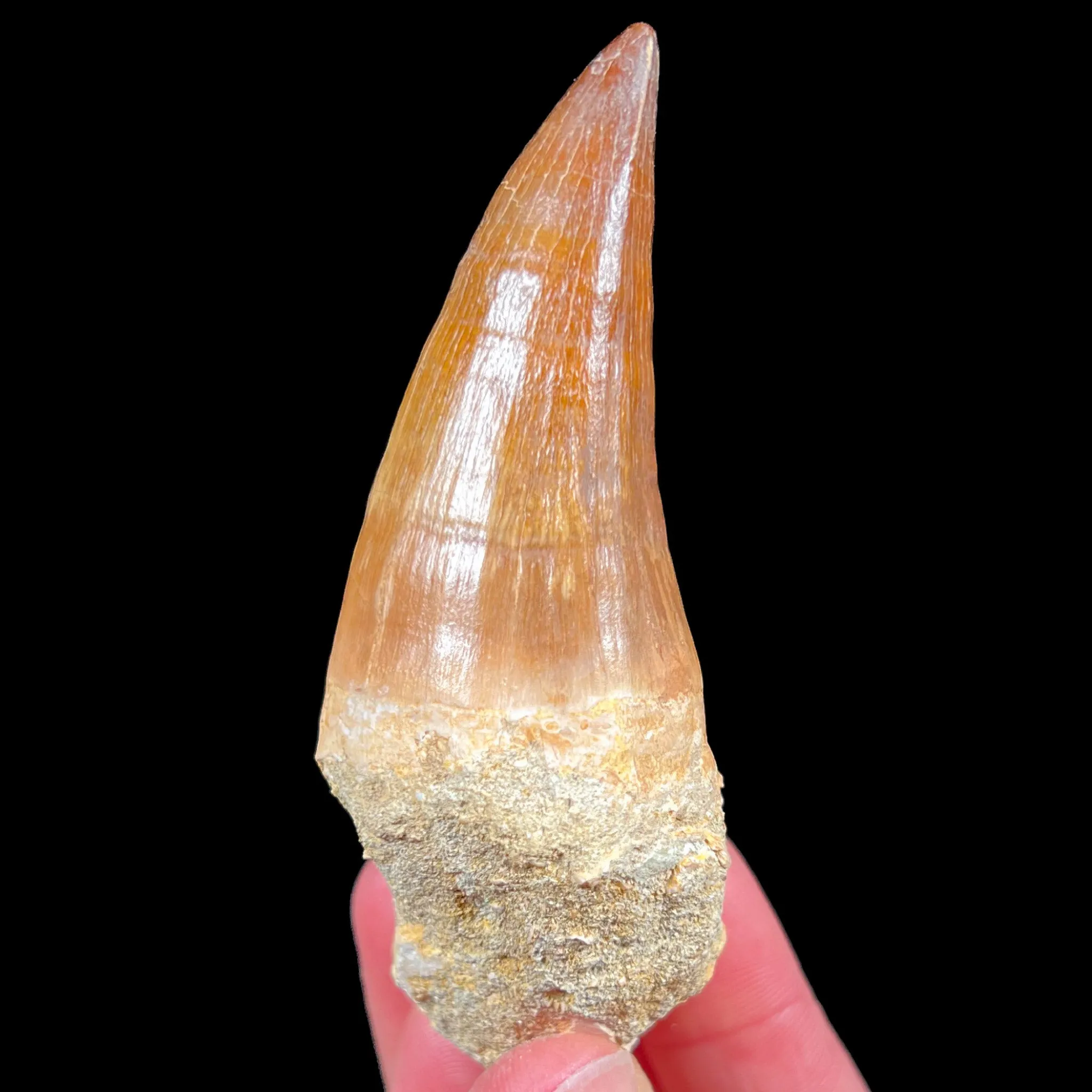 Large Mosasaur Fossil Tooth