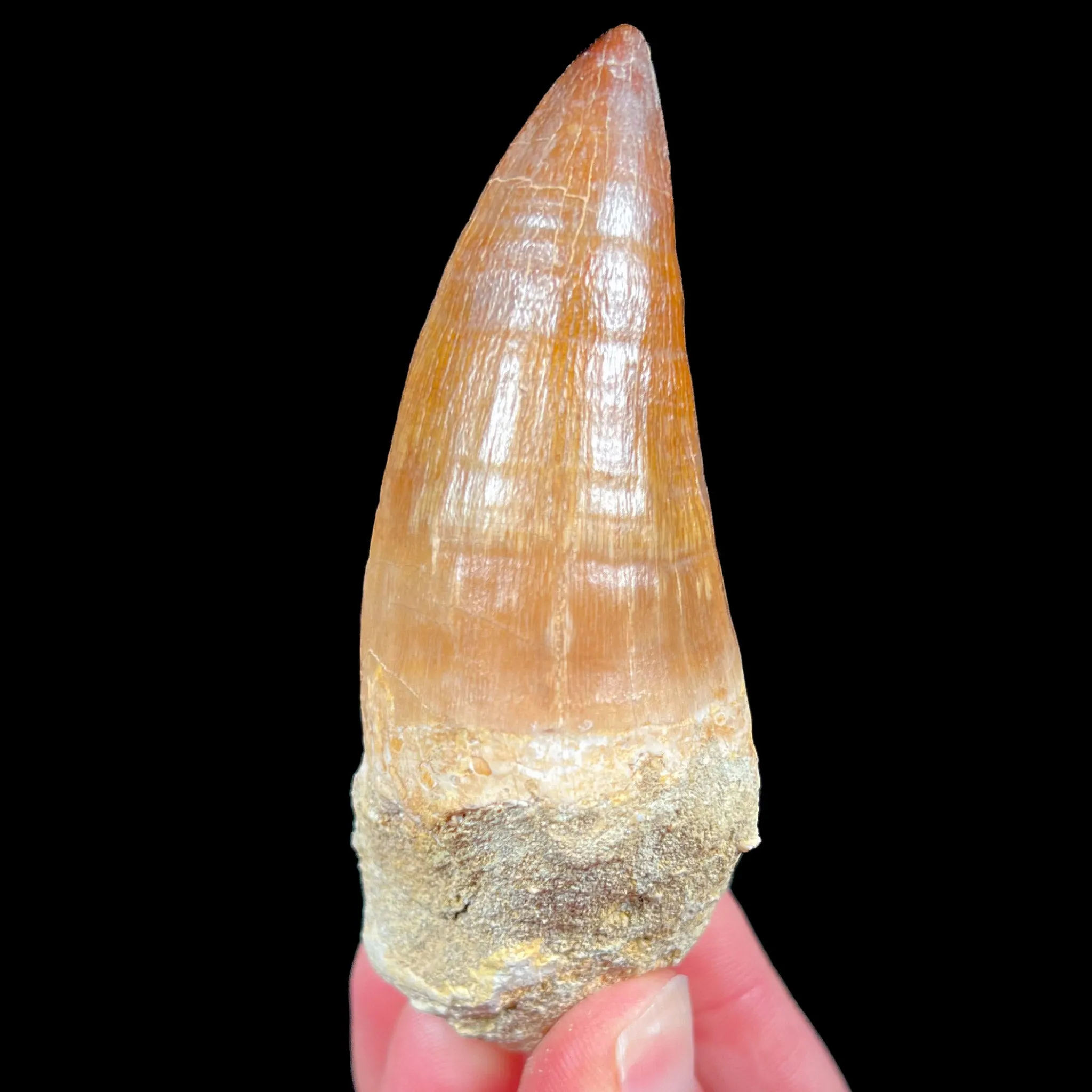 Large Mosasaur Fossil Tooth