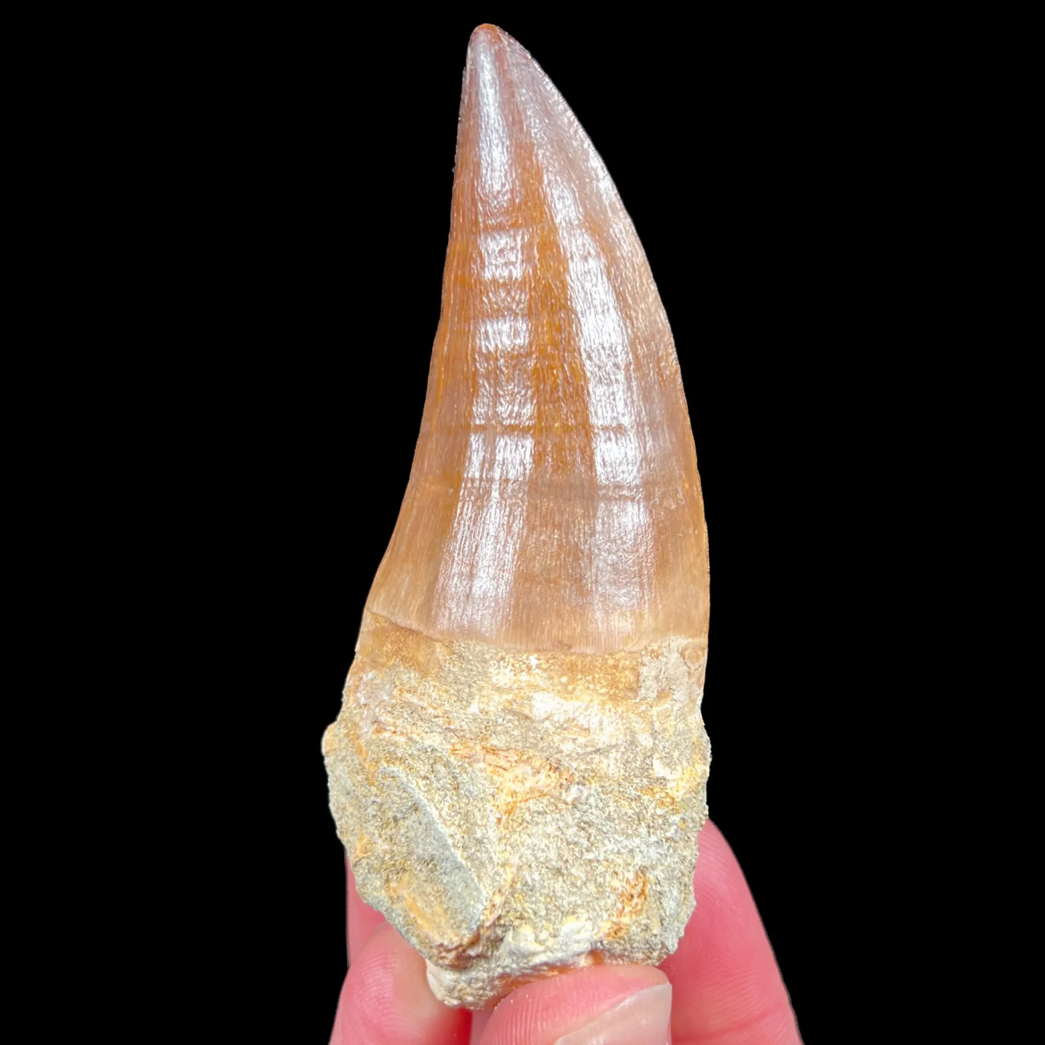 Large Mosasaur Fossil Tooth