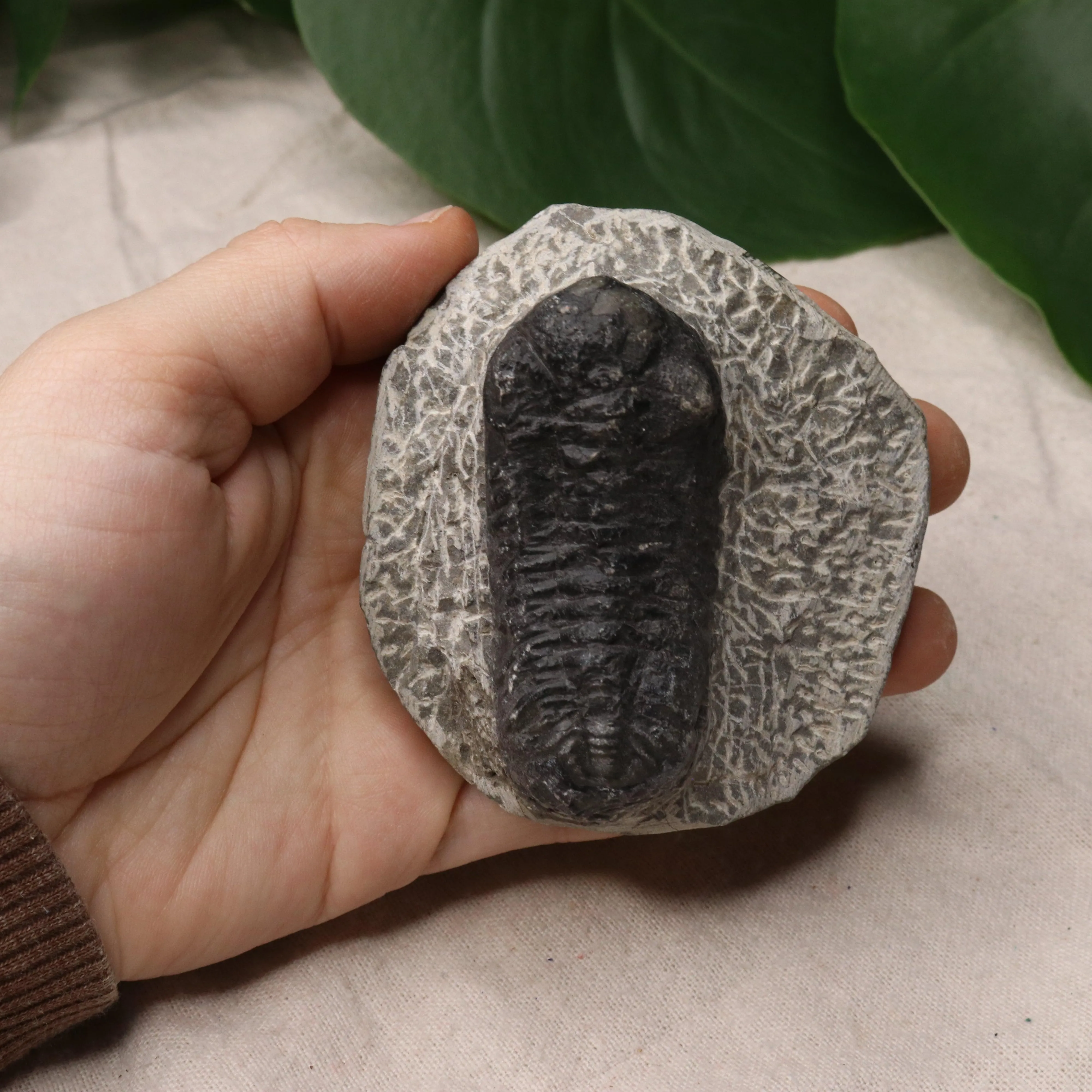 Moroccan Trilobite Fossil~ Phacops rana Specimen #1