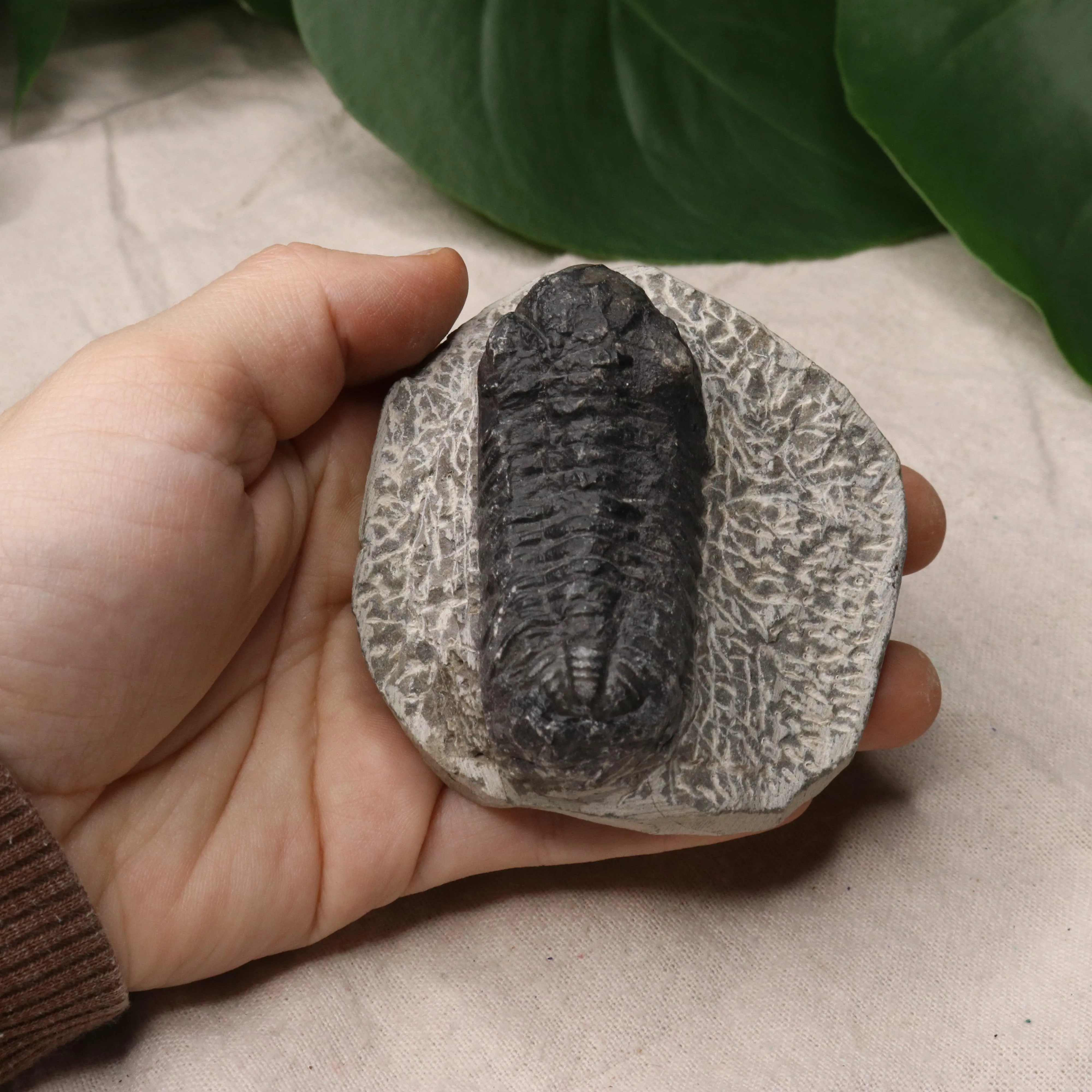 Moroccan Trilobite Fossil~ Phacops rana Specimen #1