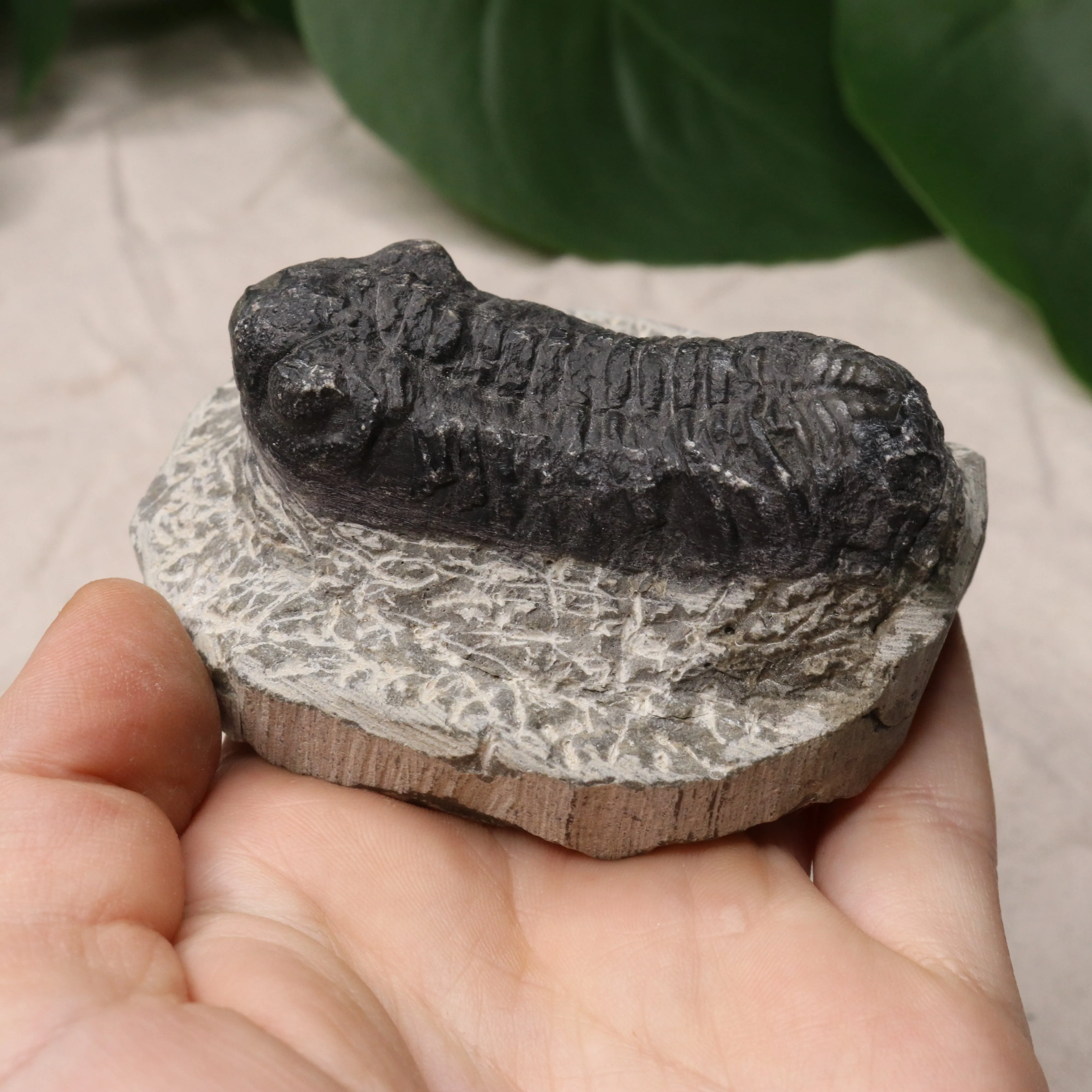 Moroccan Trilobite Fossil~ Phacops rana Specimen #1