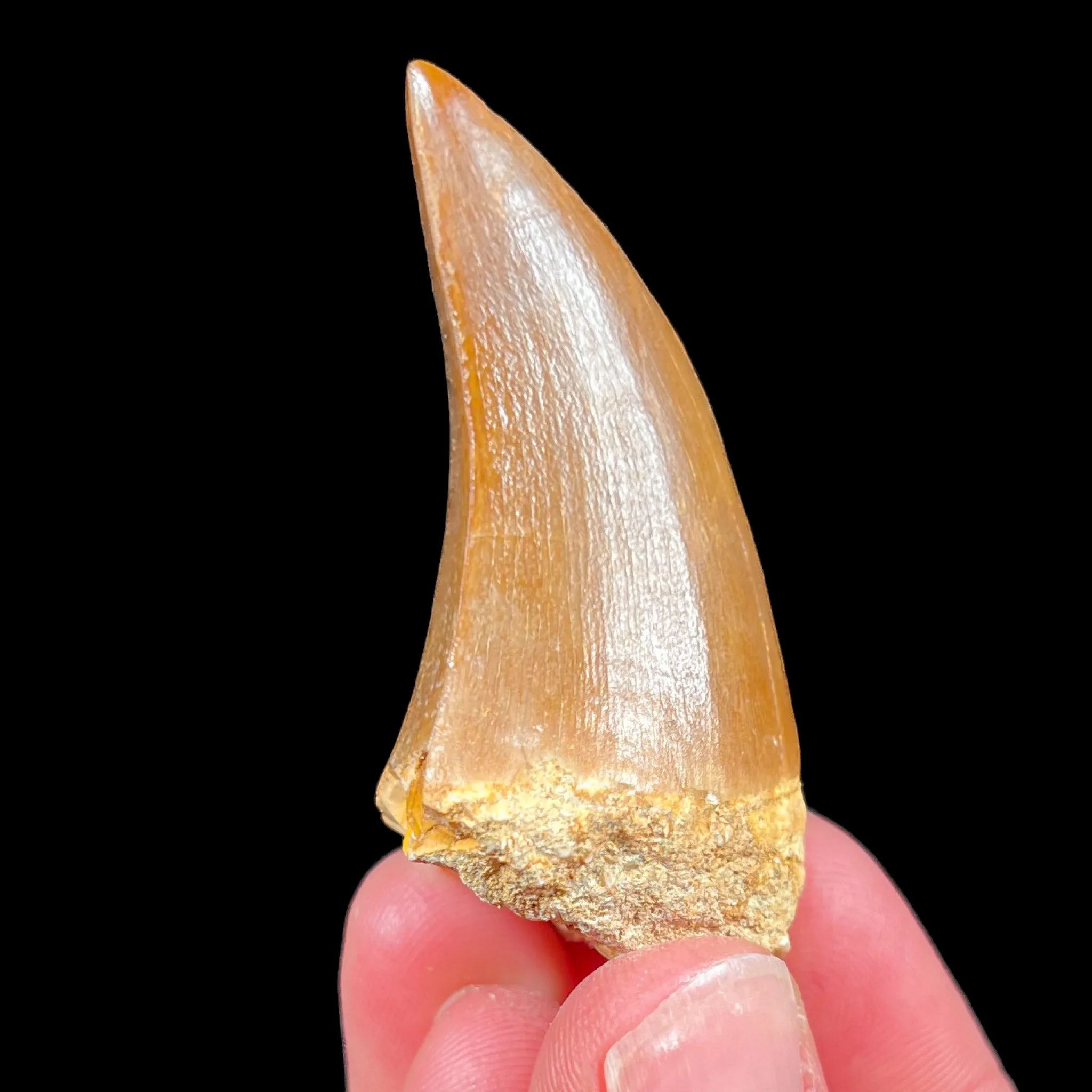 Mosasaur Fossil Tooth