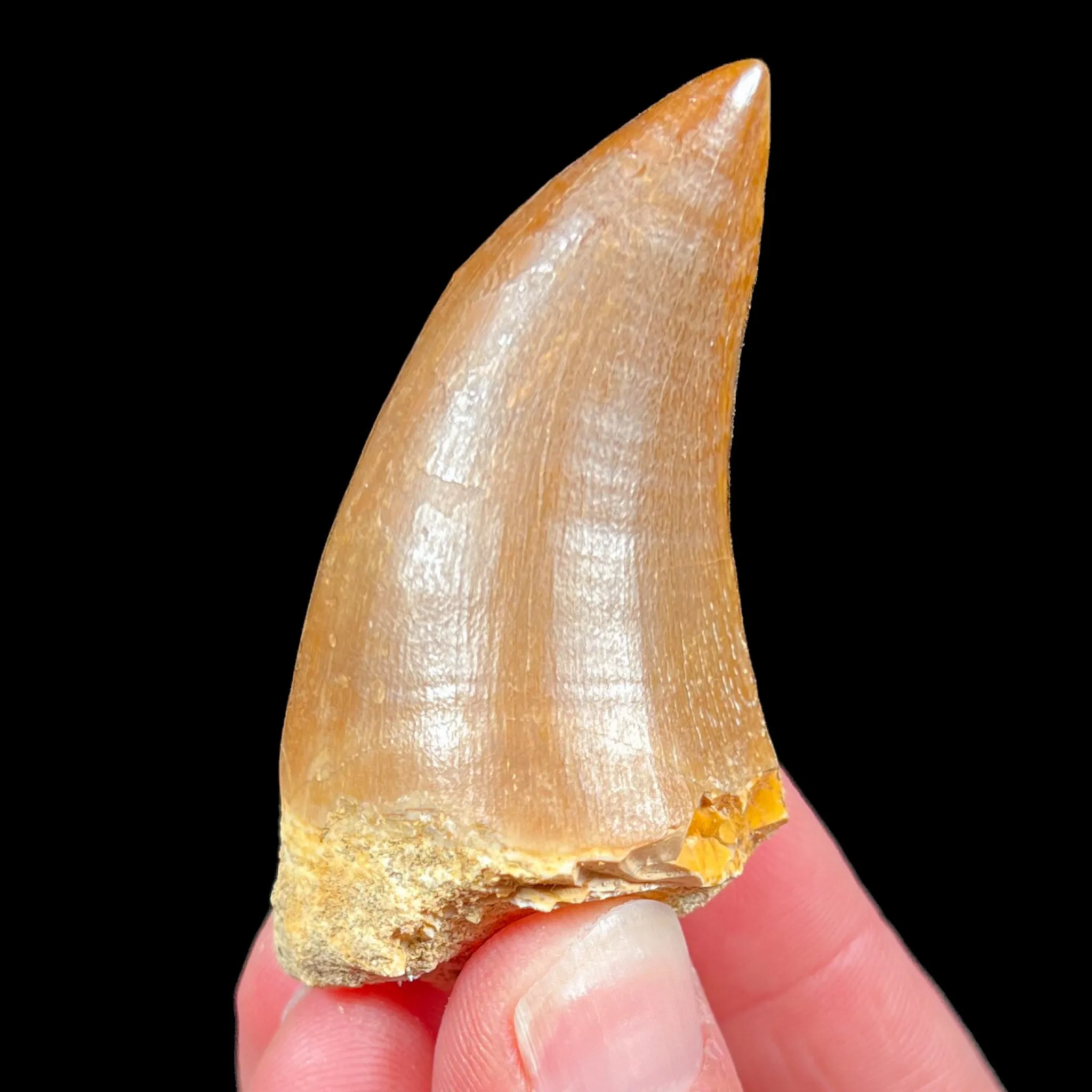 Mosasaur Fossil Tooth