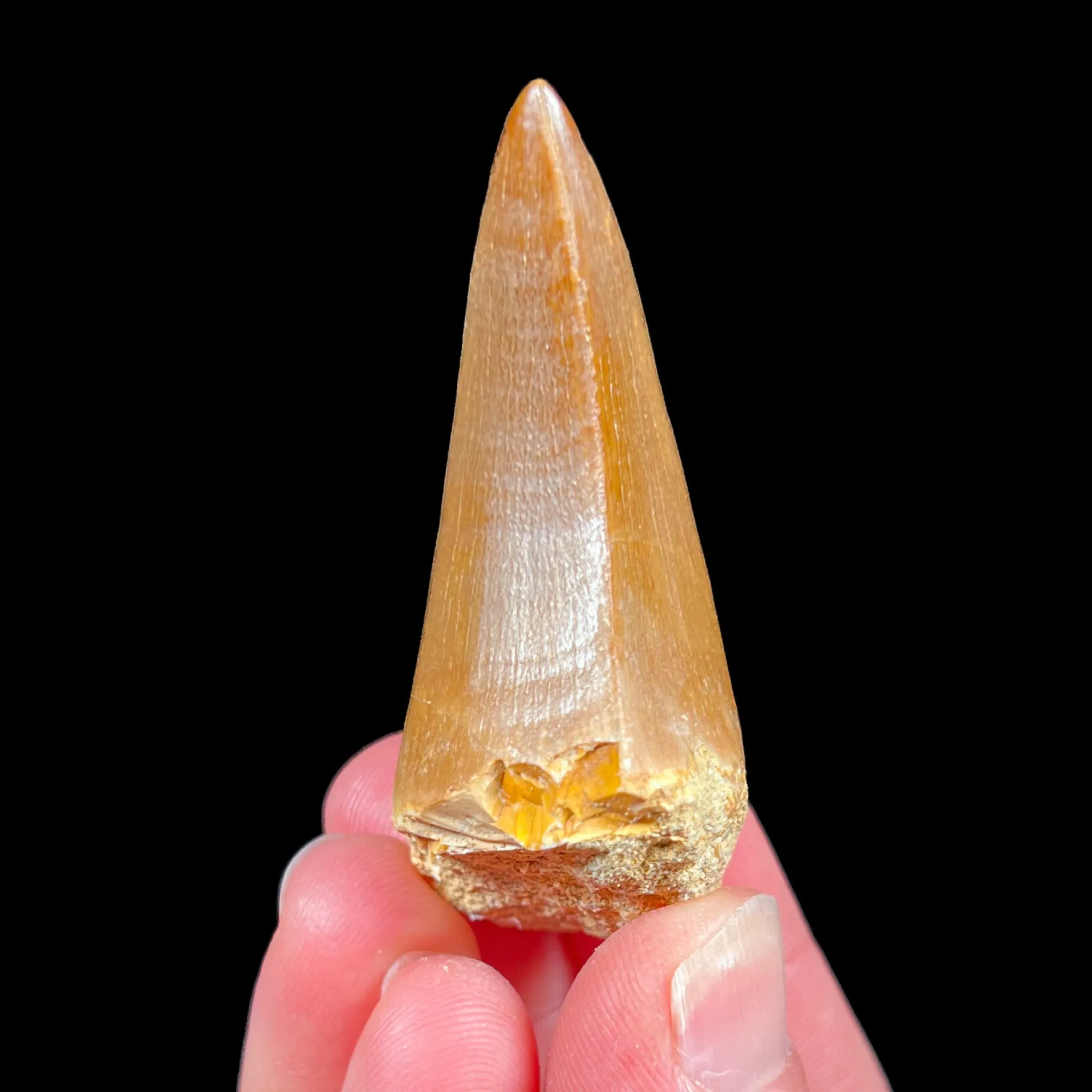 Mosasaur Fossil Tooth