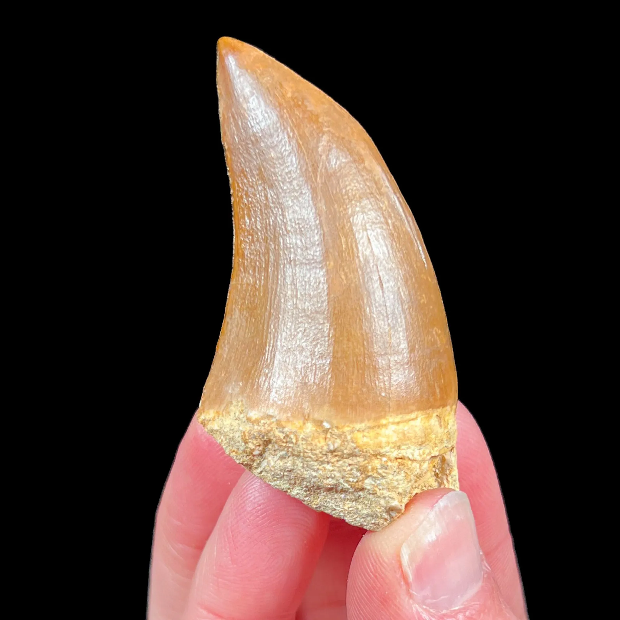 Mosasaur Fossil Tooth