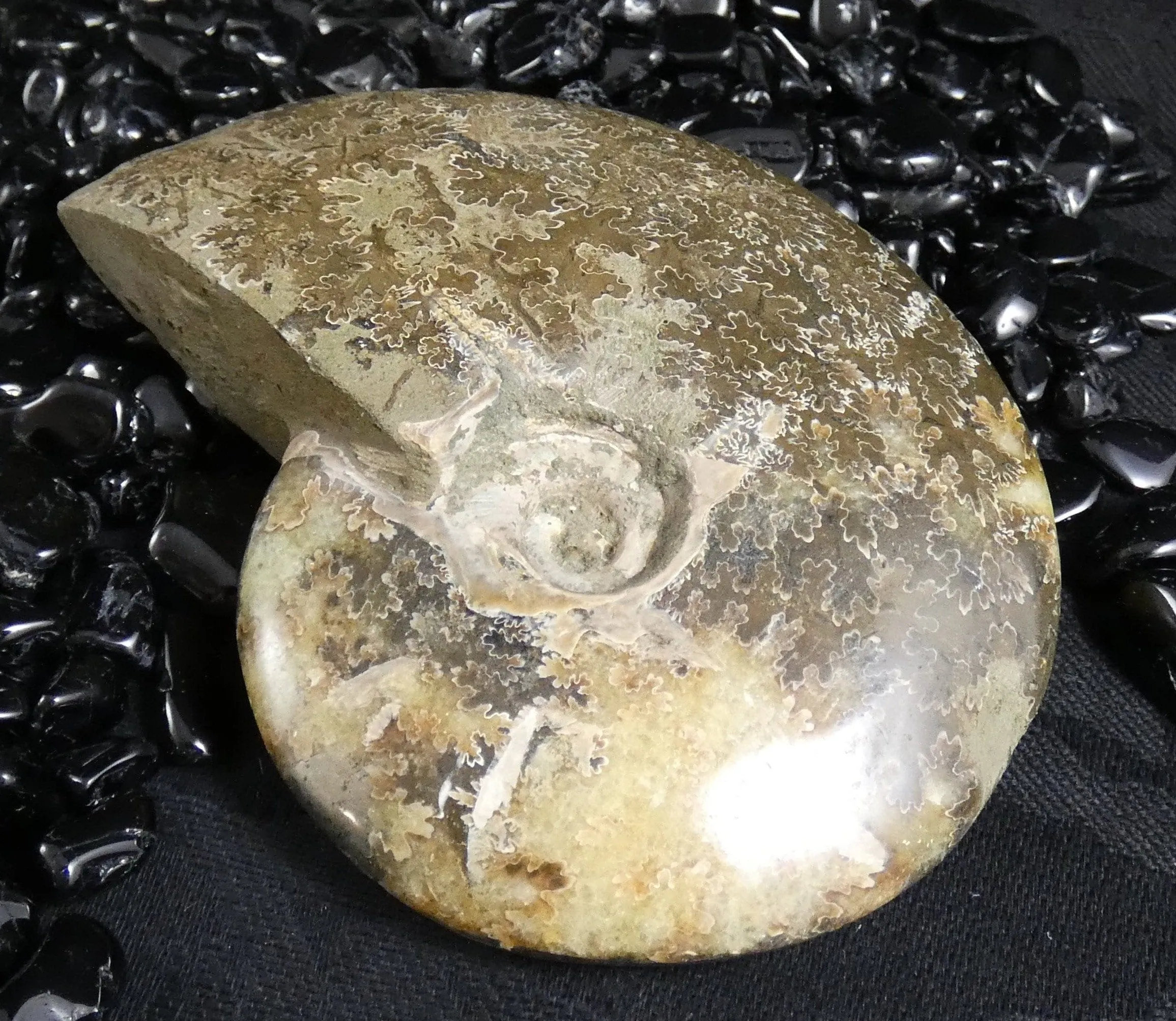 Polished Ammonite Fossil