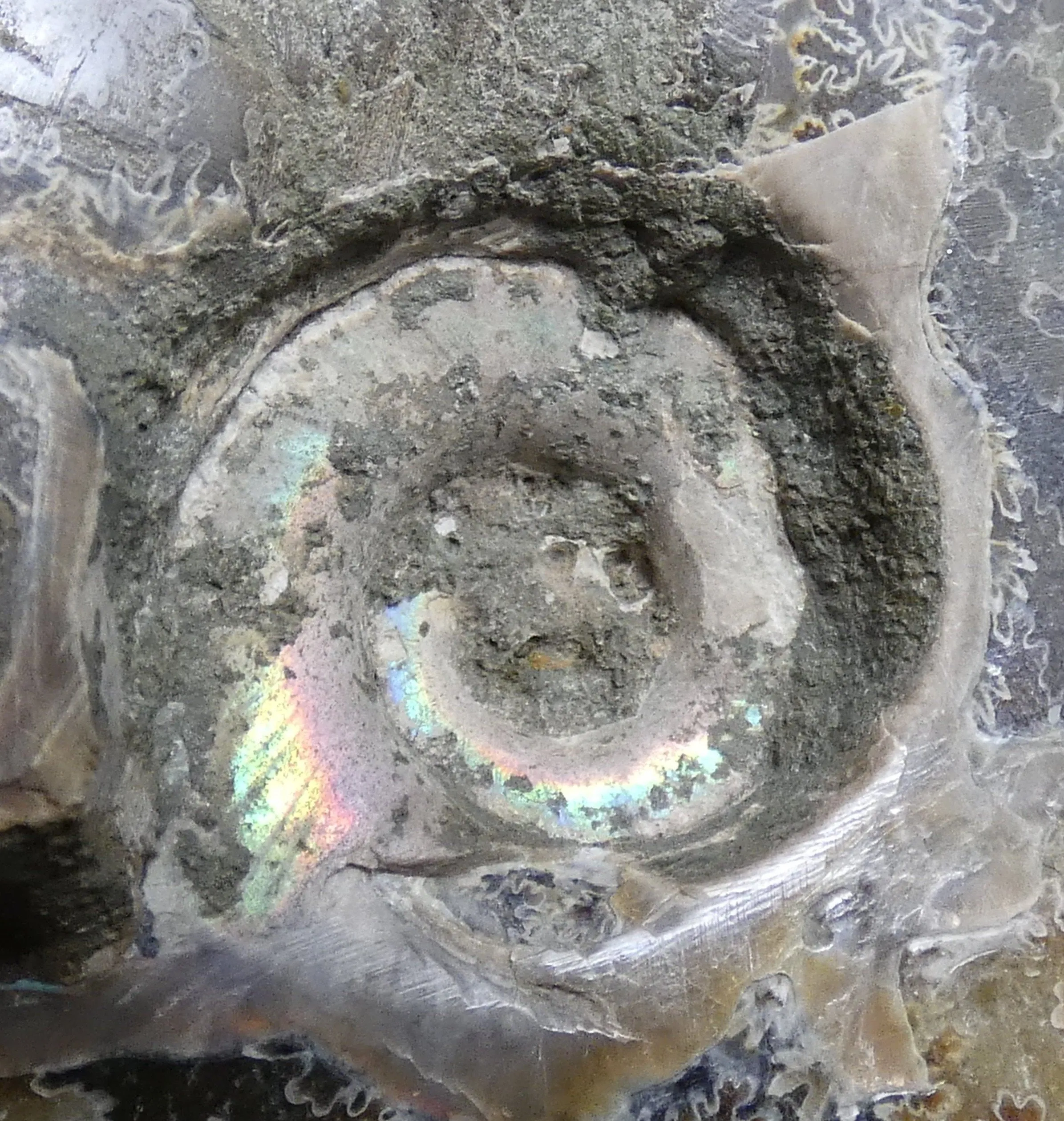 Polished Ammonite Fossil