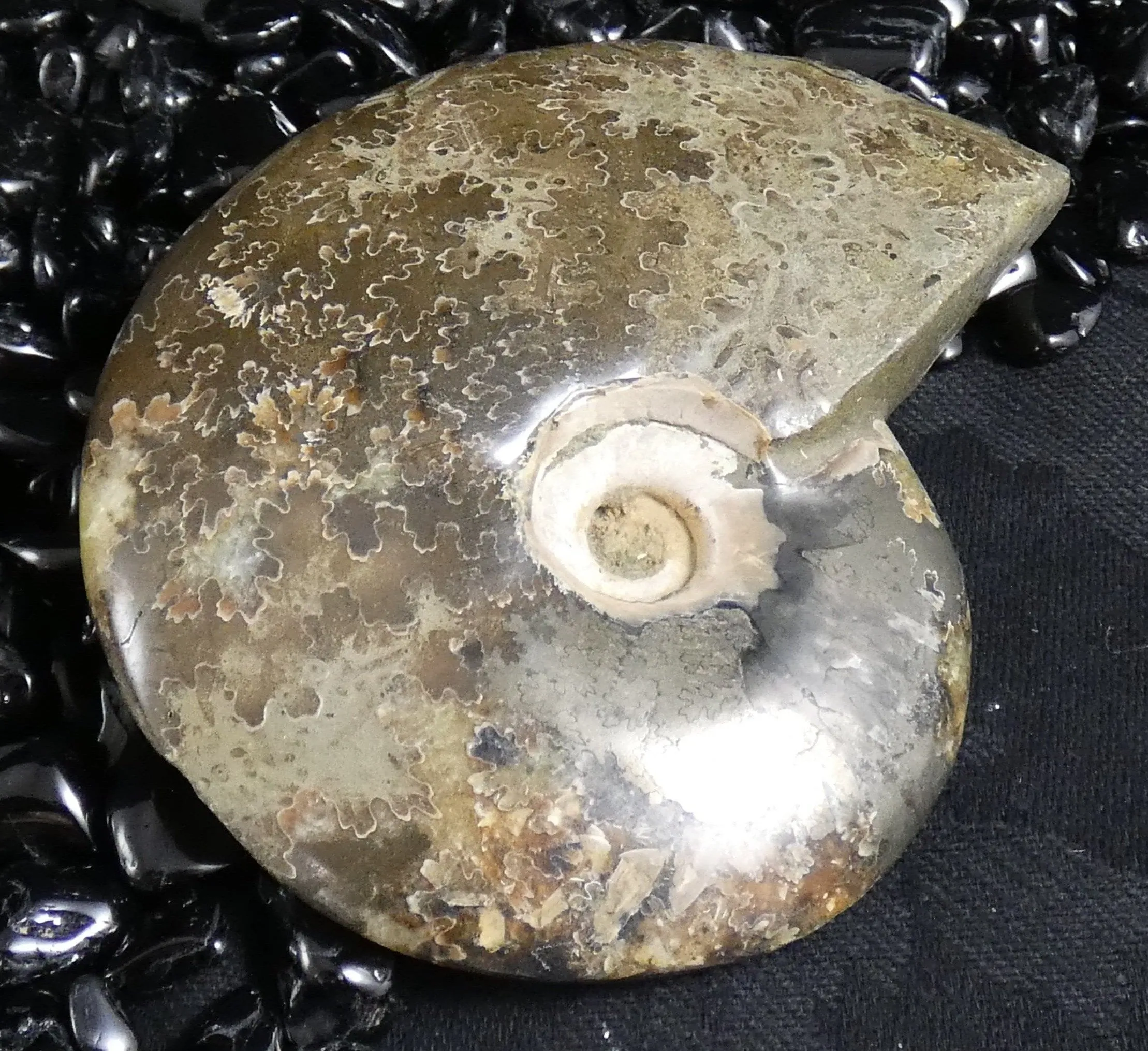 Polished Ammonite Fossil