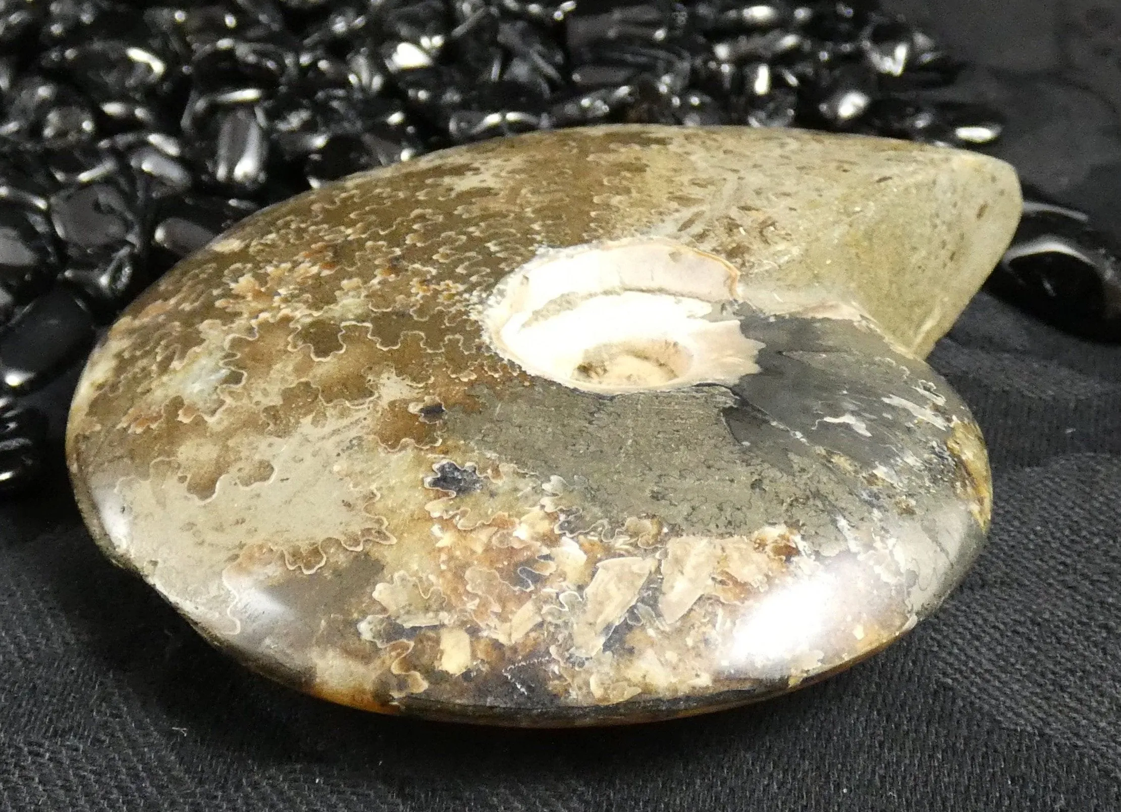 Polished Ammonite Fossil