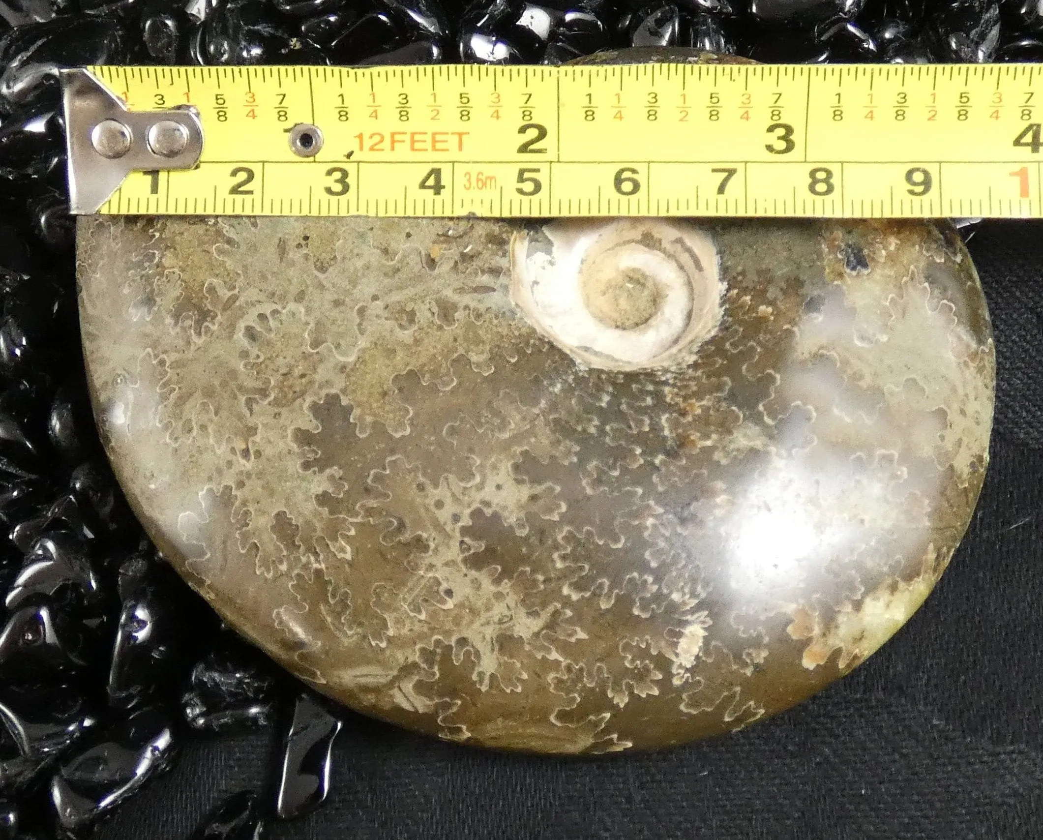 Polished Ammonite Fossil