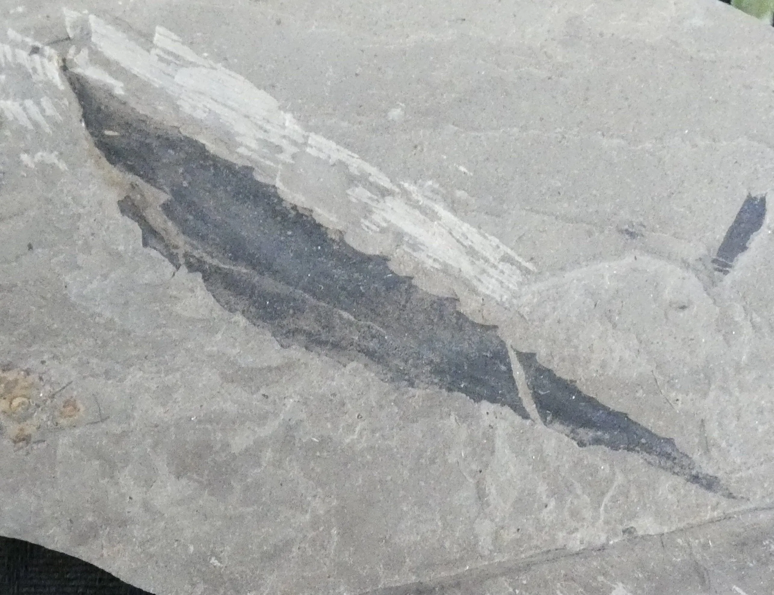 Salix Longiacuminata Fossil in Matrix