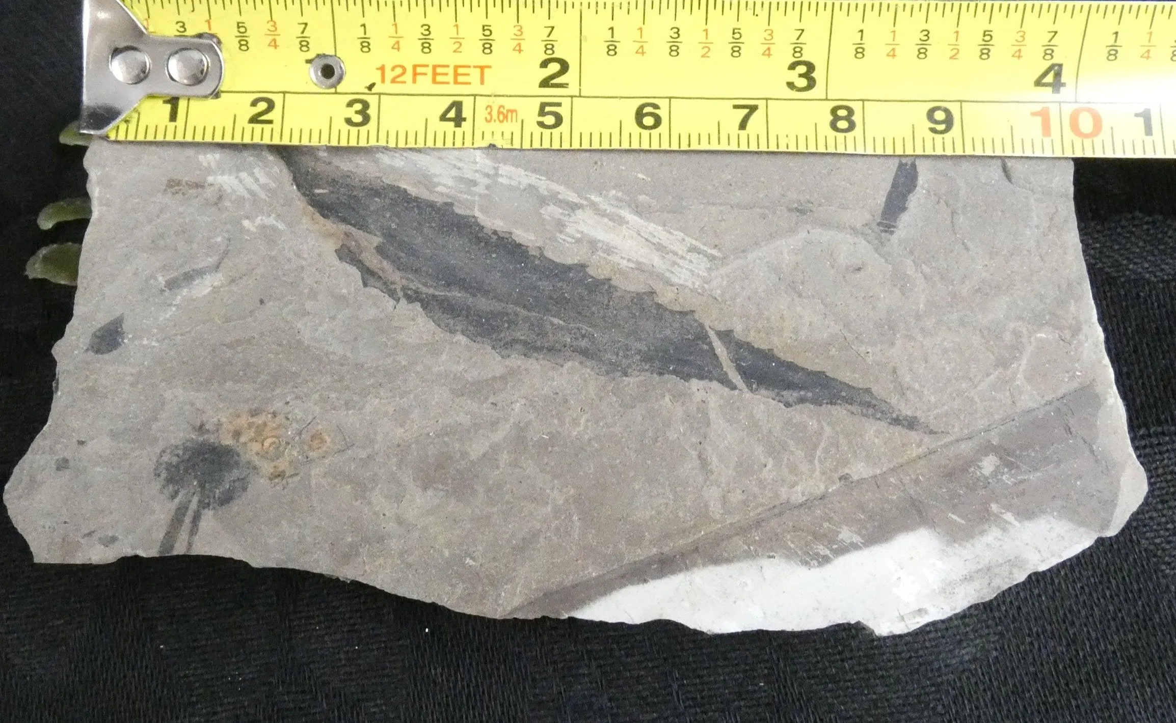 Salix Longiacuminata Fossil in Matrix