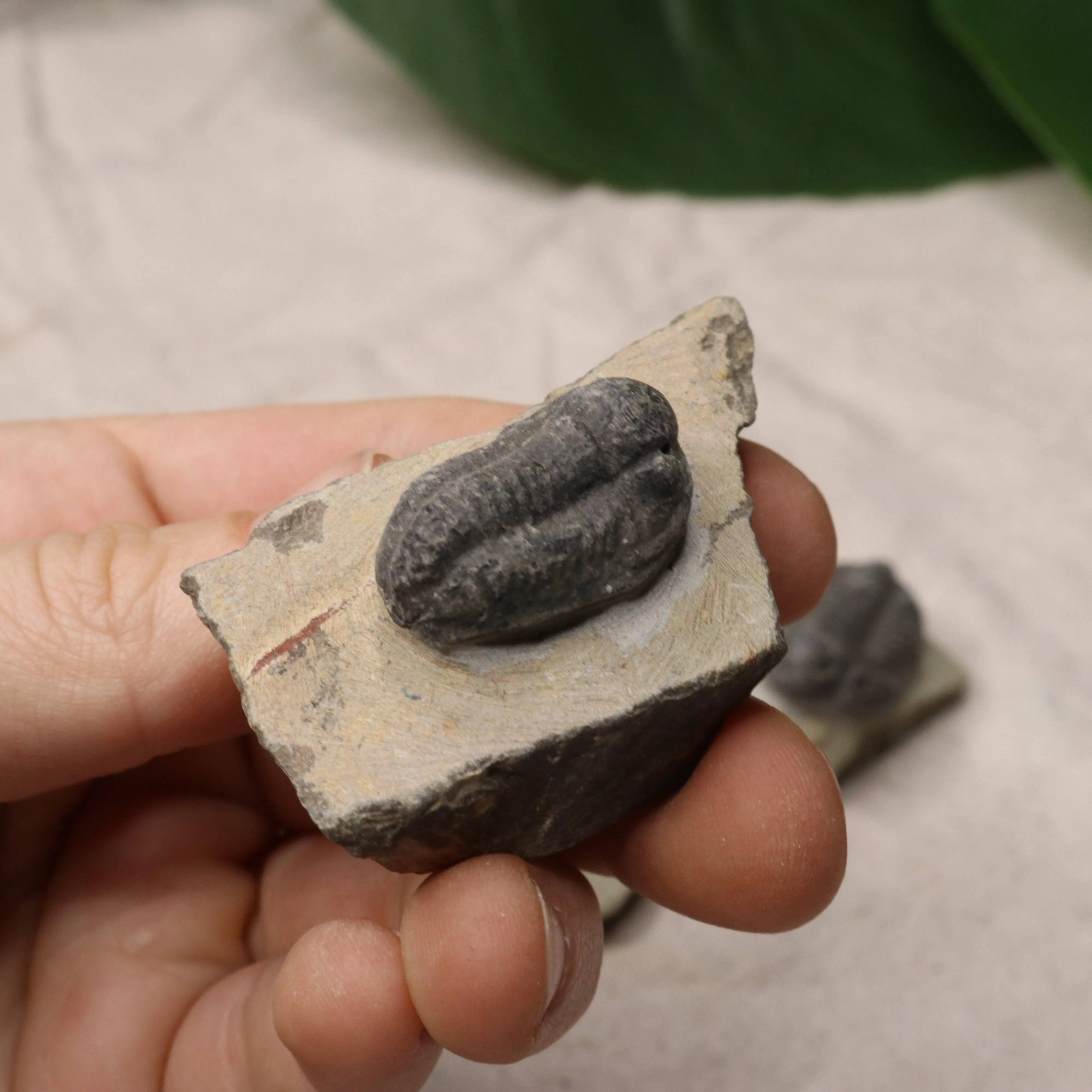 Small Moroccan Trilobite Fossil~ Phacops rana Specimens