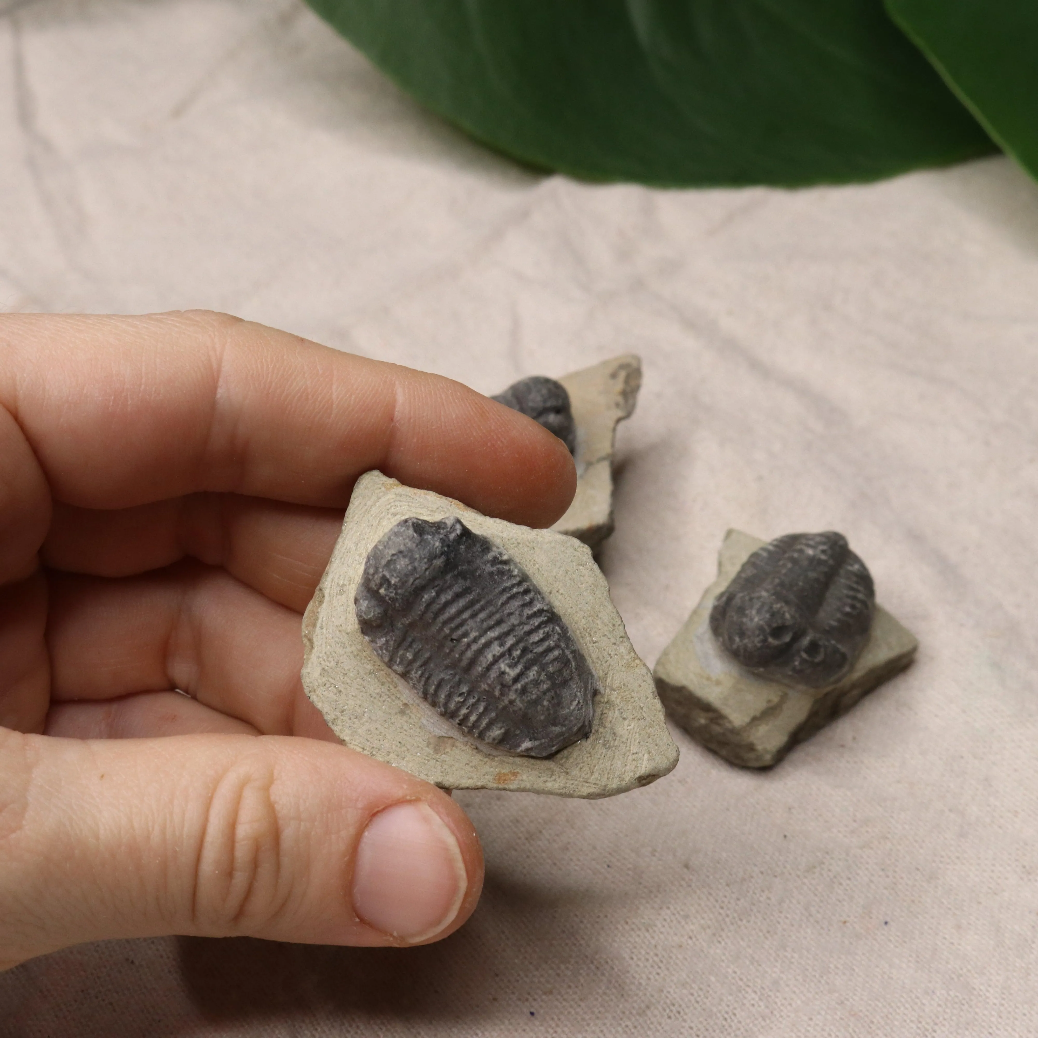 Small Moroccan Trilobite Fossil~ Phacops rana Specimens