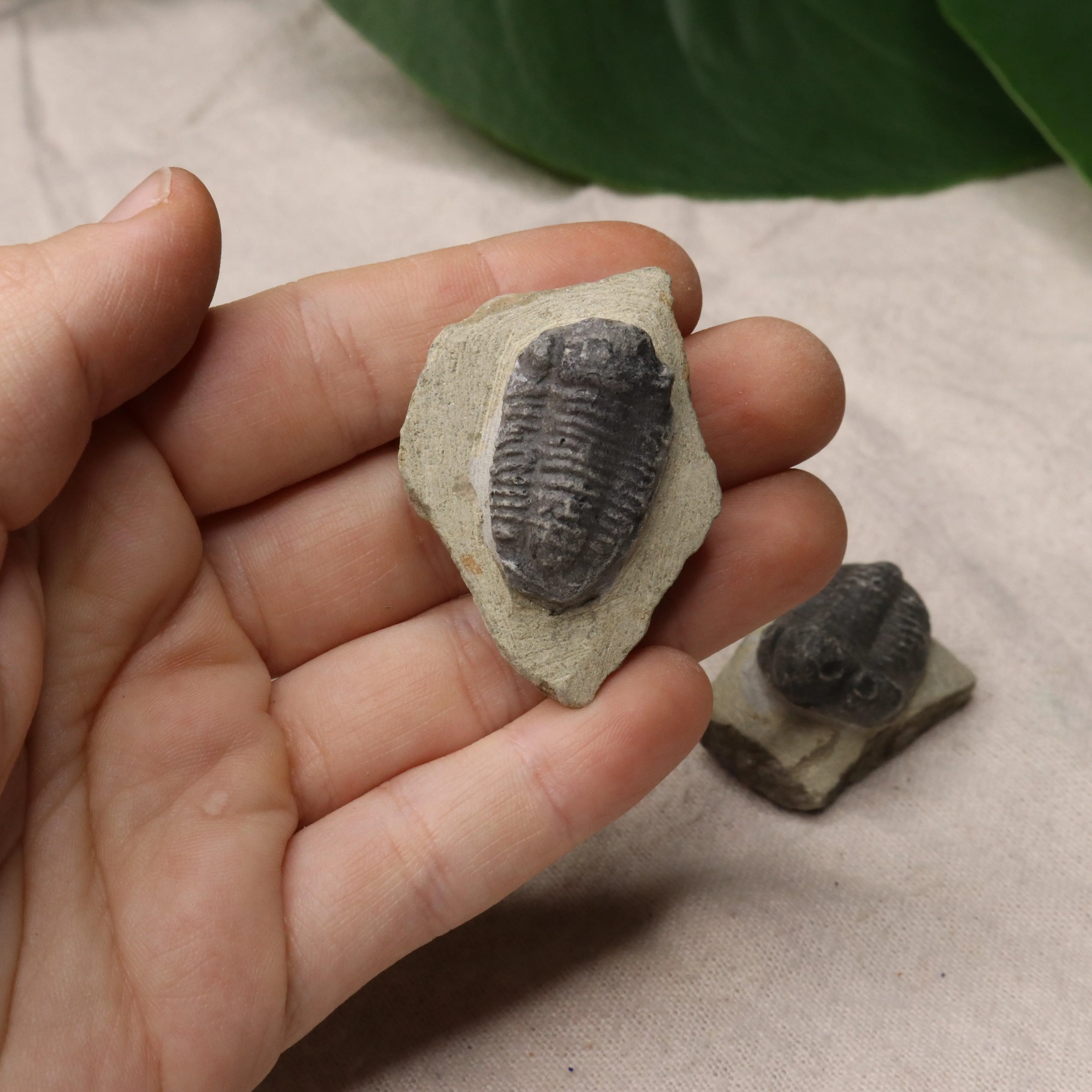 Small Moroccan Trilobite Fossil~ Phacops rana Specimens